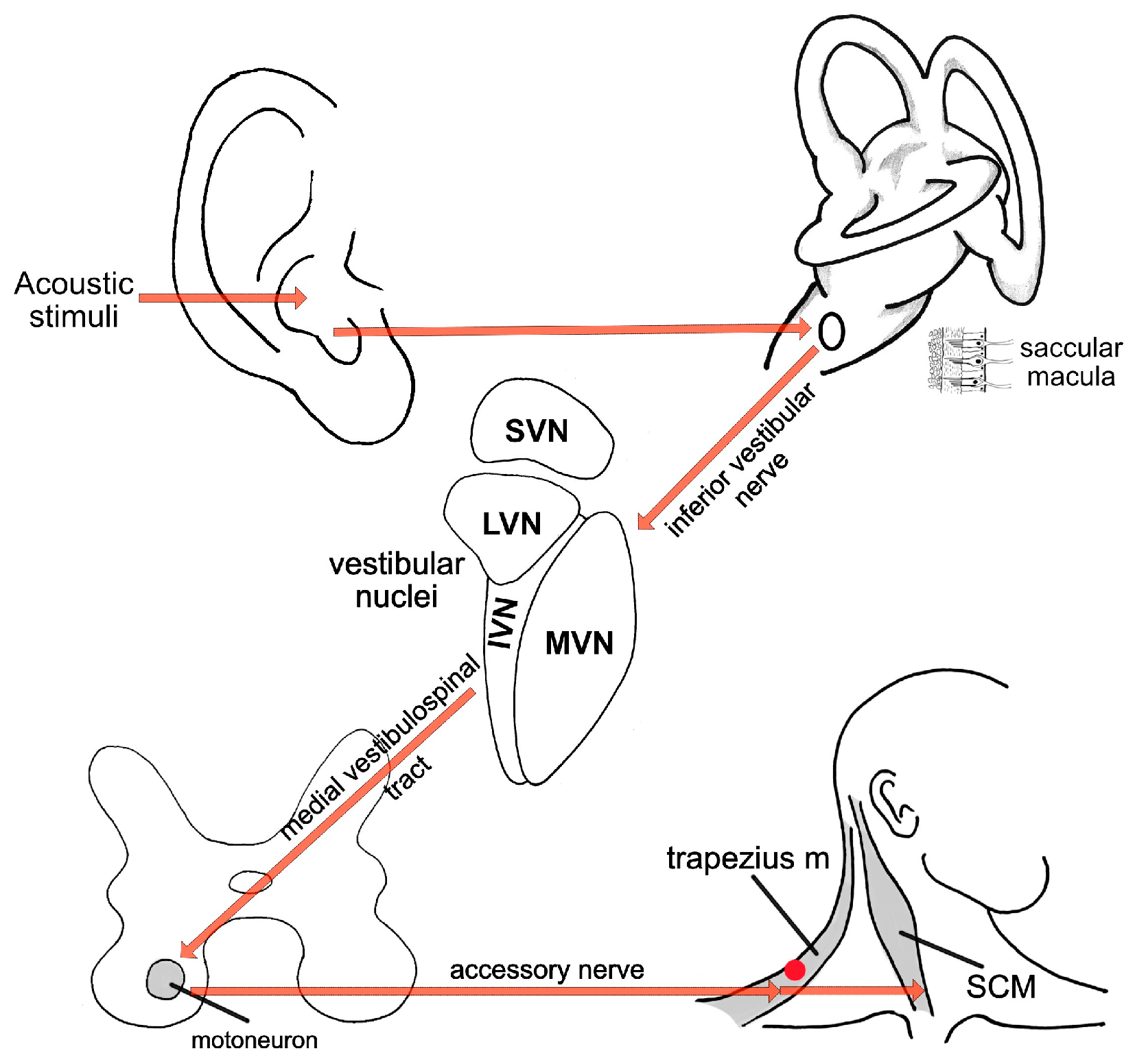 Diagnostics 15 02988 g007