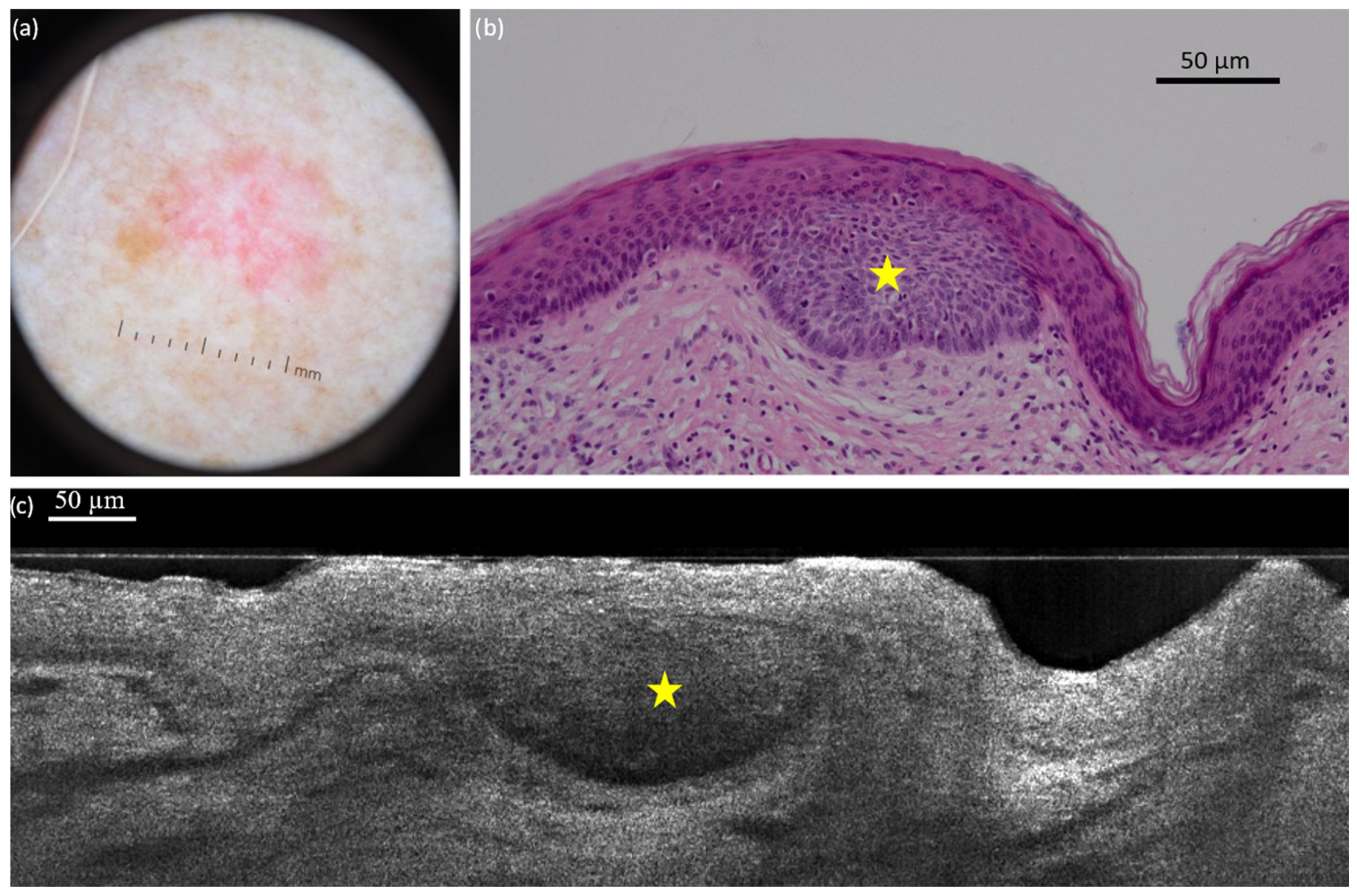 Diagnostics 15 03059 g002