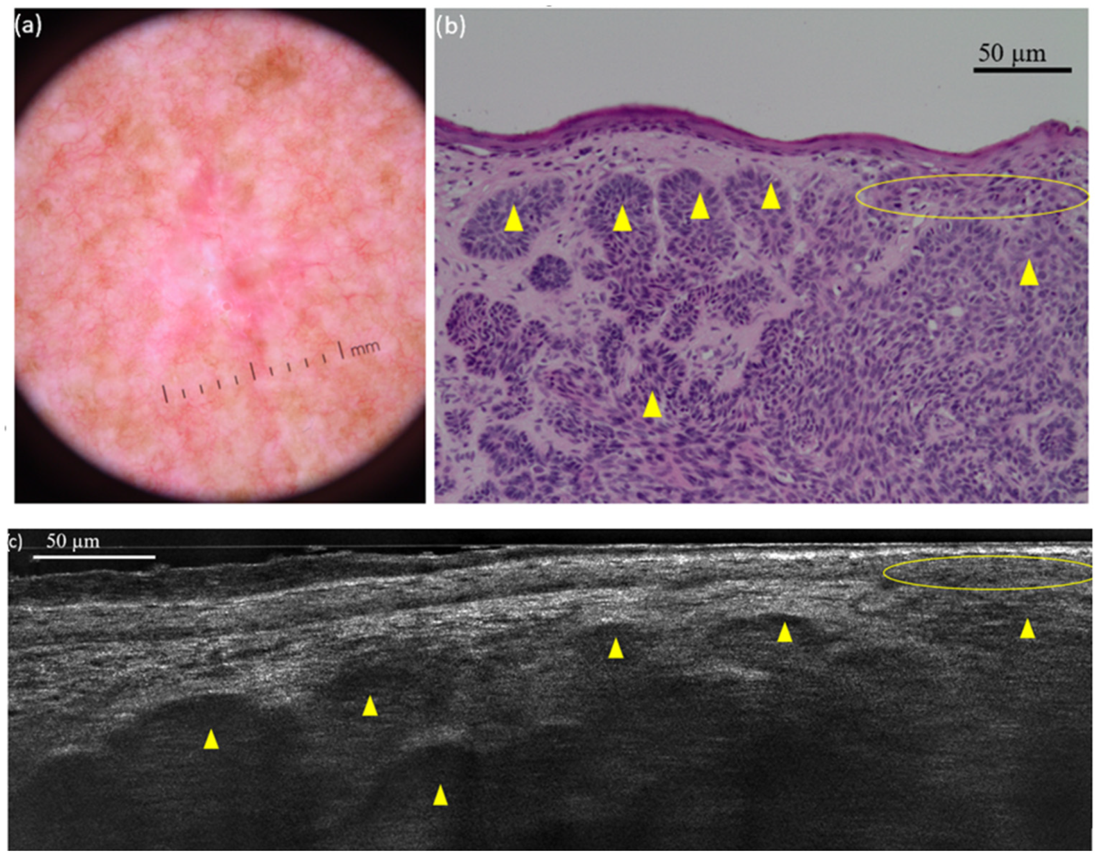 Diagnostics 15 03059 g003
