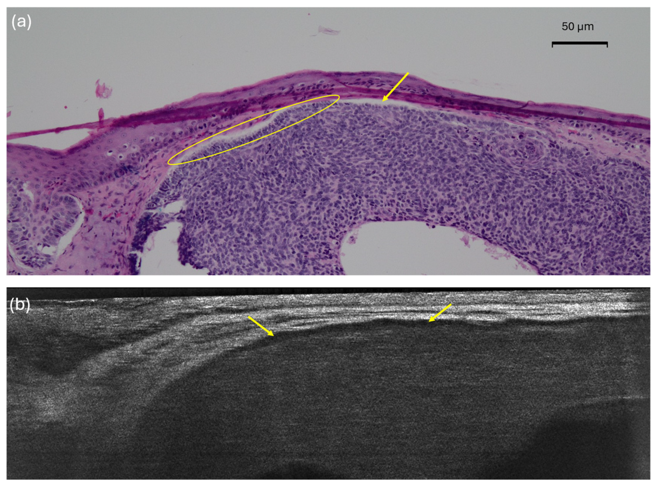 Diagnostics 15 03059 g004