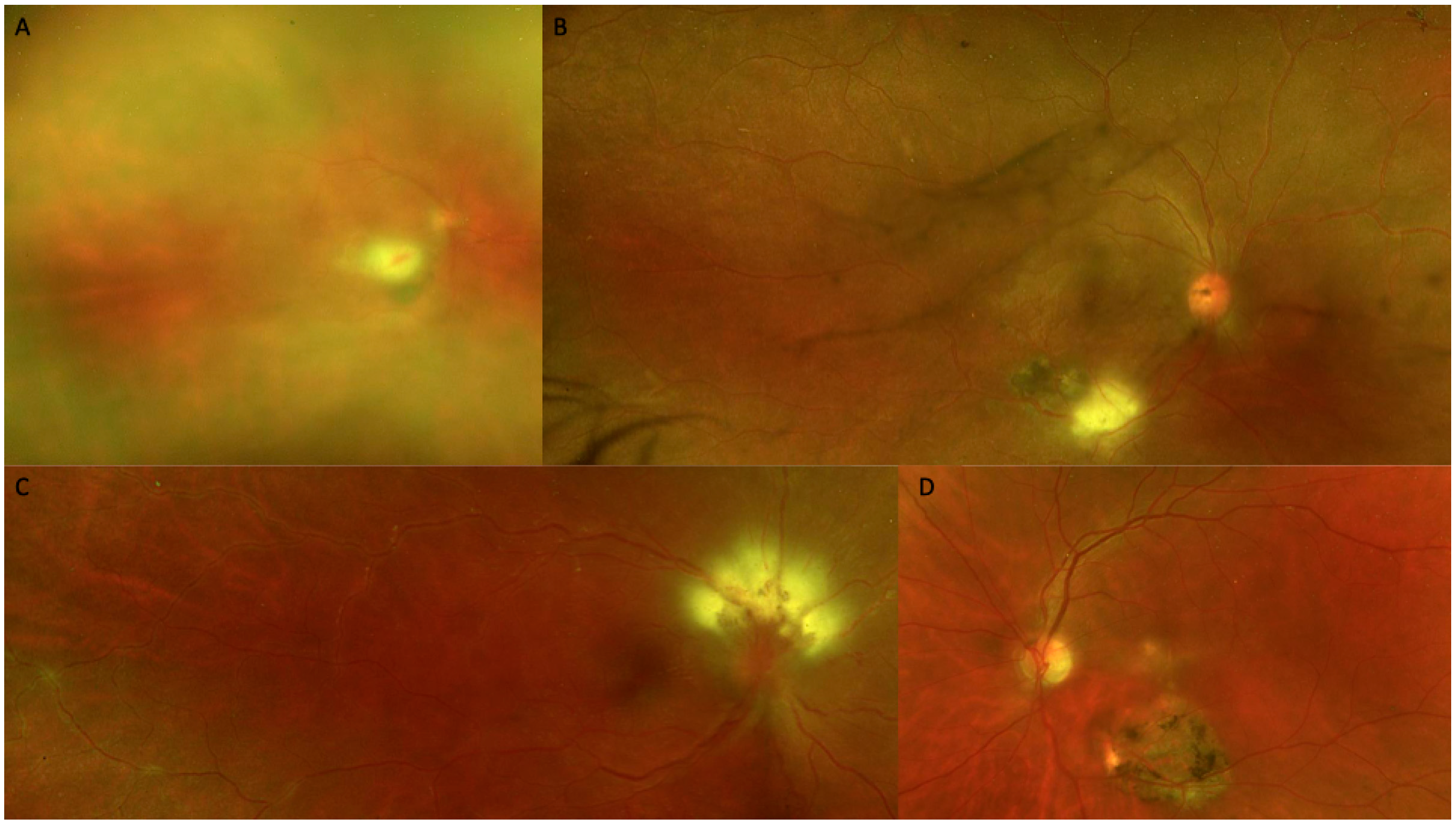 Diagnostics 15 03091 g003