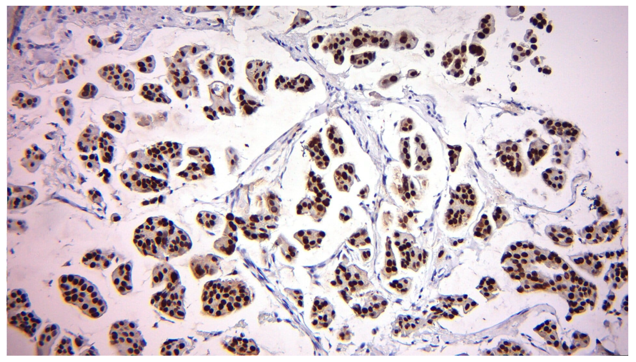 Diagnostics 15 03128 g001 Diagnostics 15 03128 g001