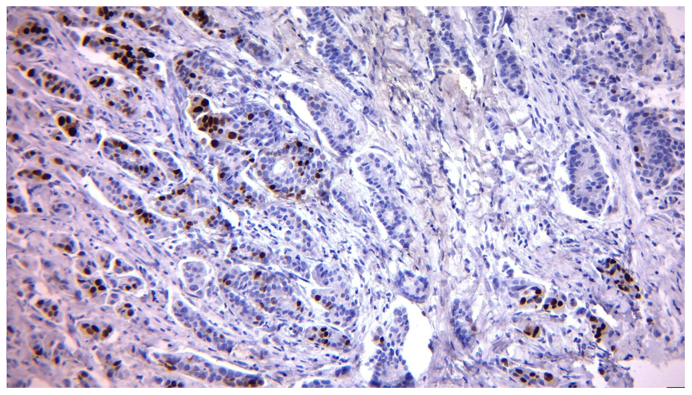 Diagnostics 15 03128 g002 Diagnostics 15 03128 g002