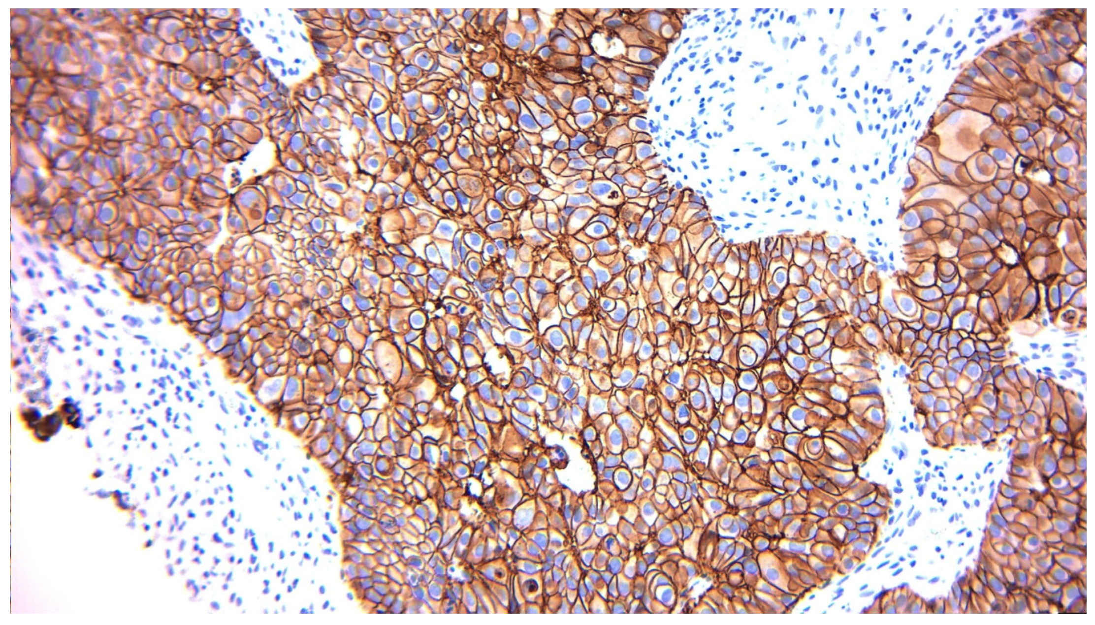 Diagnostics 15 03128 g005 Diagnostics 15 03128 g005