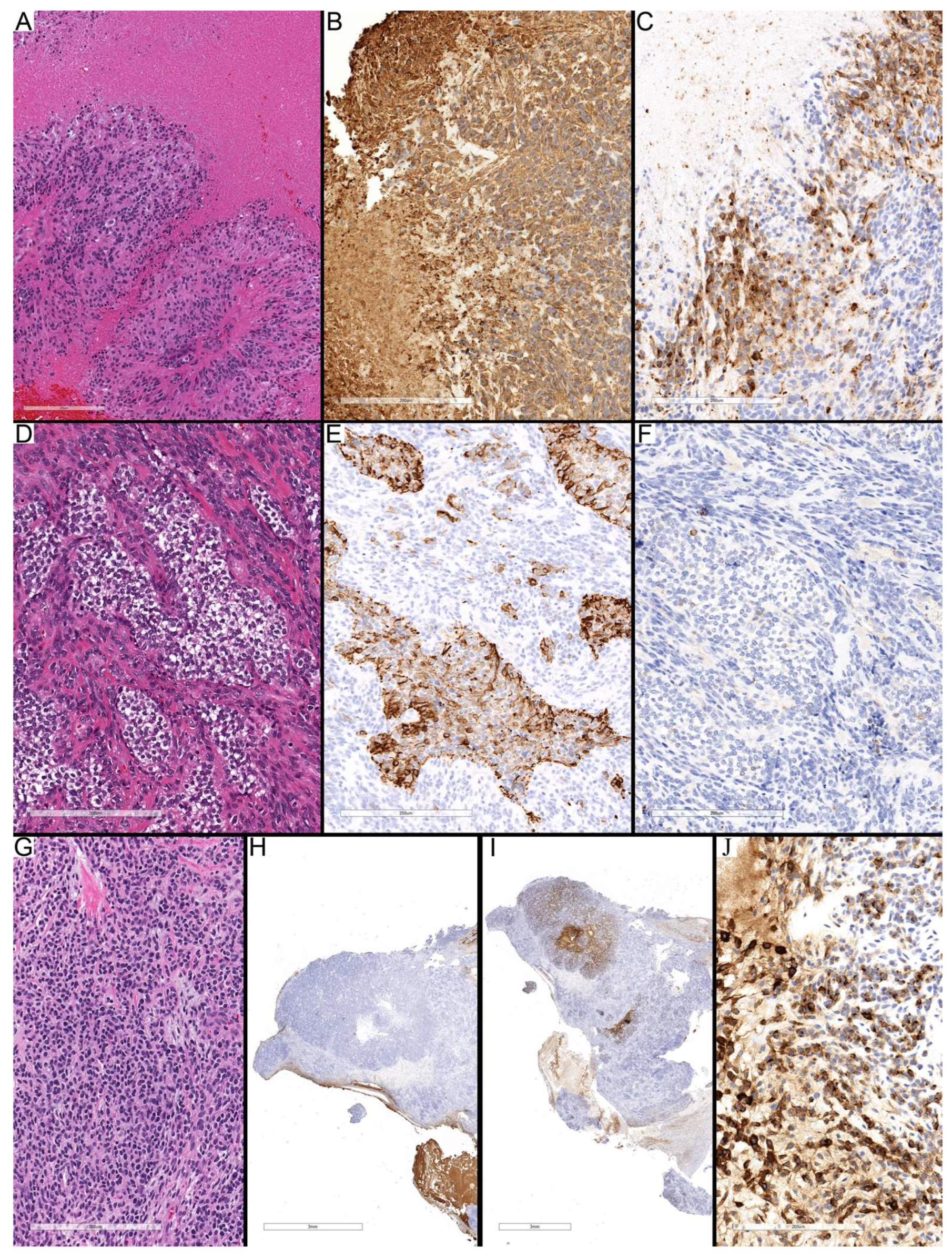 Diagnostics 15 03144 g003