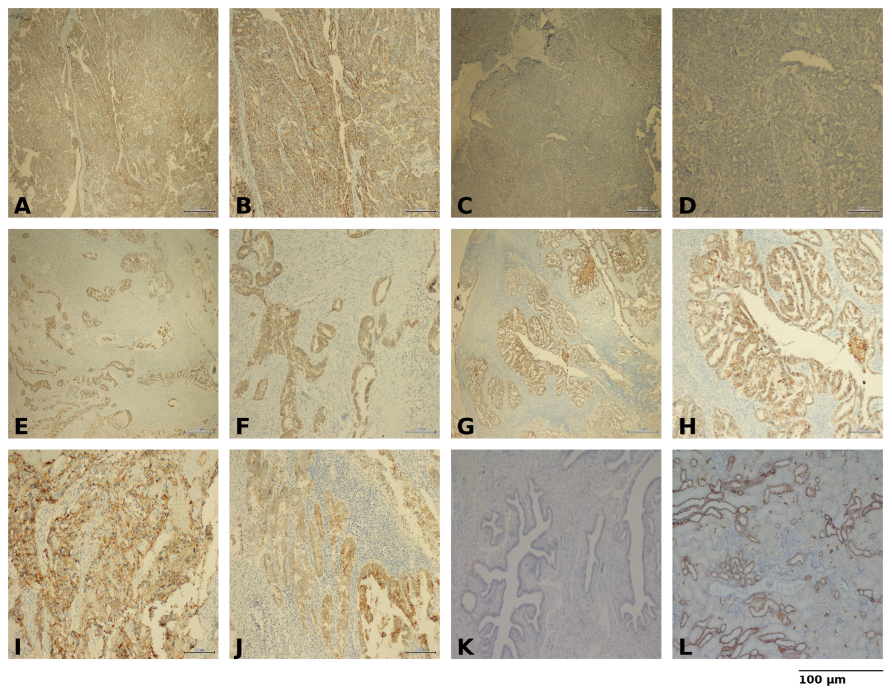 Diagnostics 15 03163 g001 Diagnostics 15 03163 g001
