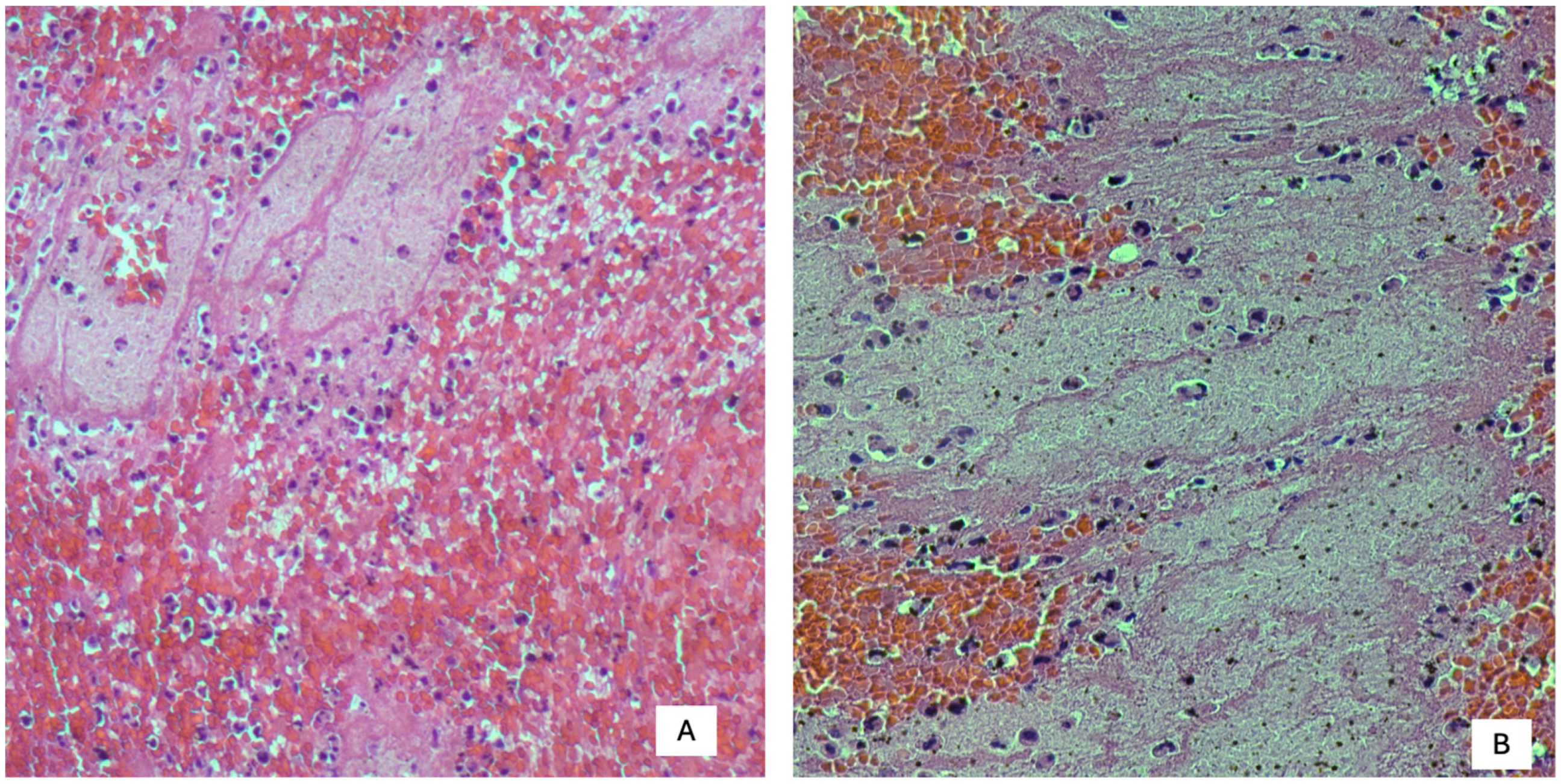 Diagnostics 15 03211 g003