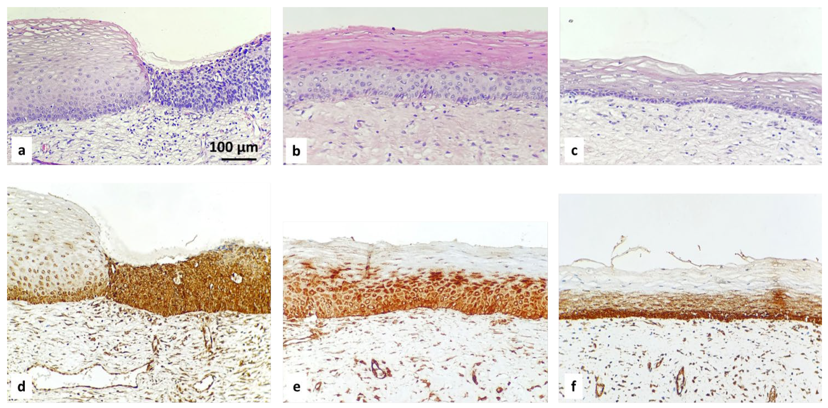 Diagnostics 16 00024 g001