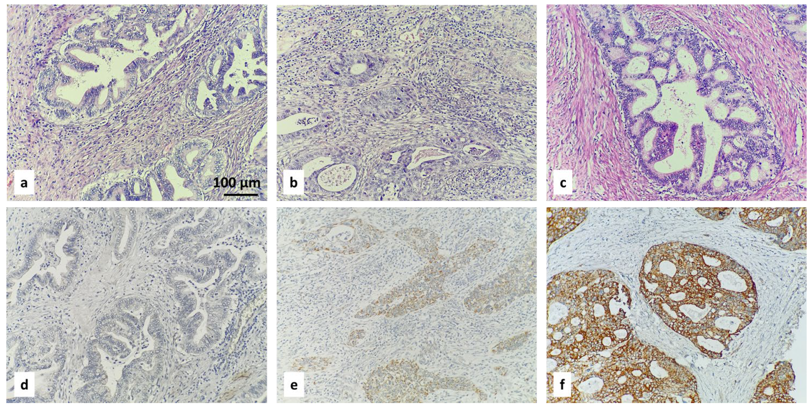Diagnostics 16 00024 g003