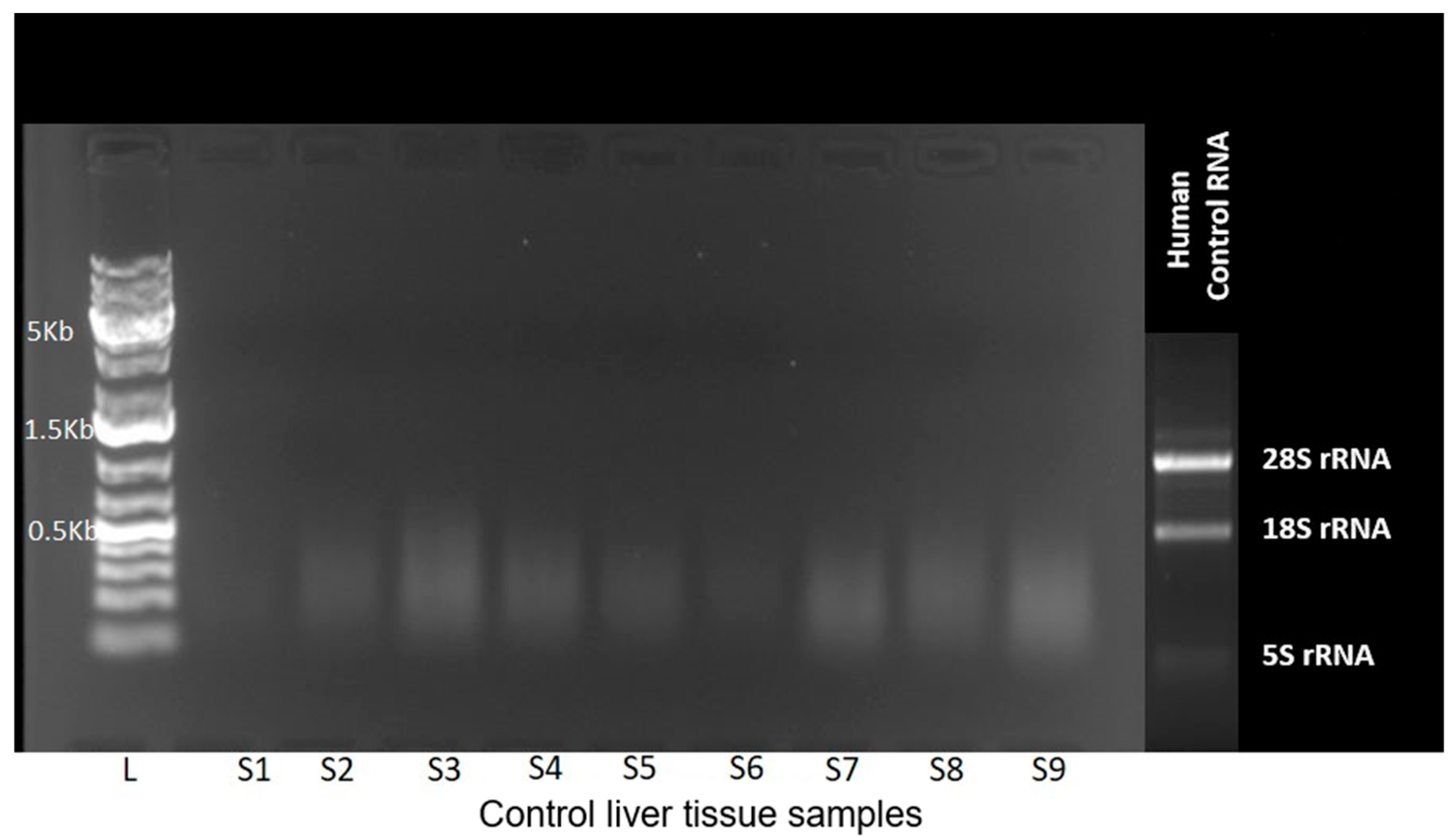 Diagnostics 16 00160 g001 Diagnostics 16 00160 g001