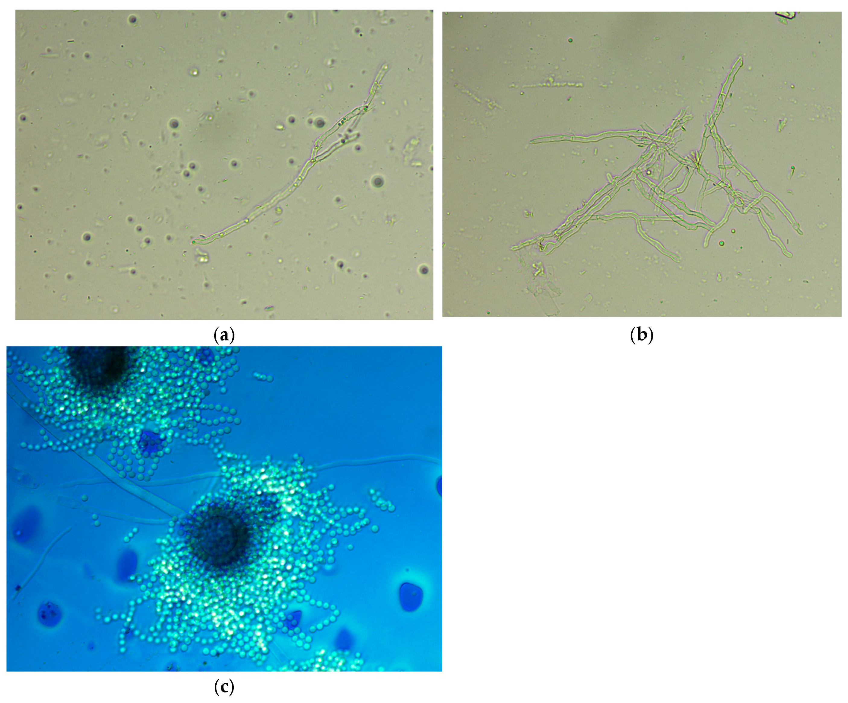 Diagnostics 16 00183 g002 Diagnostics 16 00183 g002