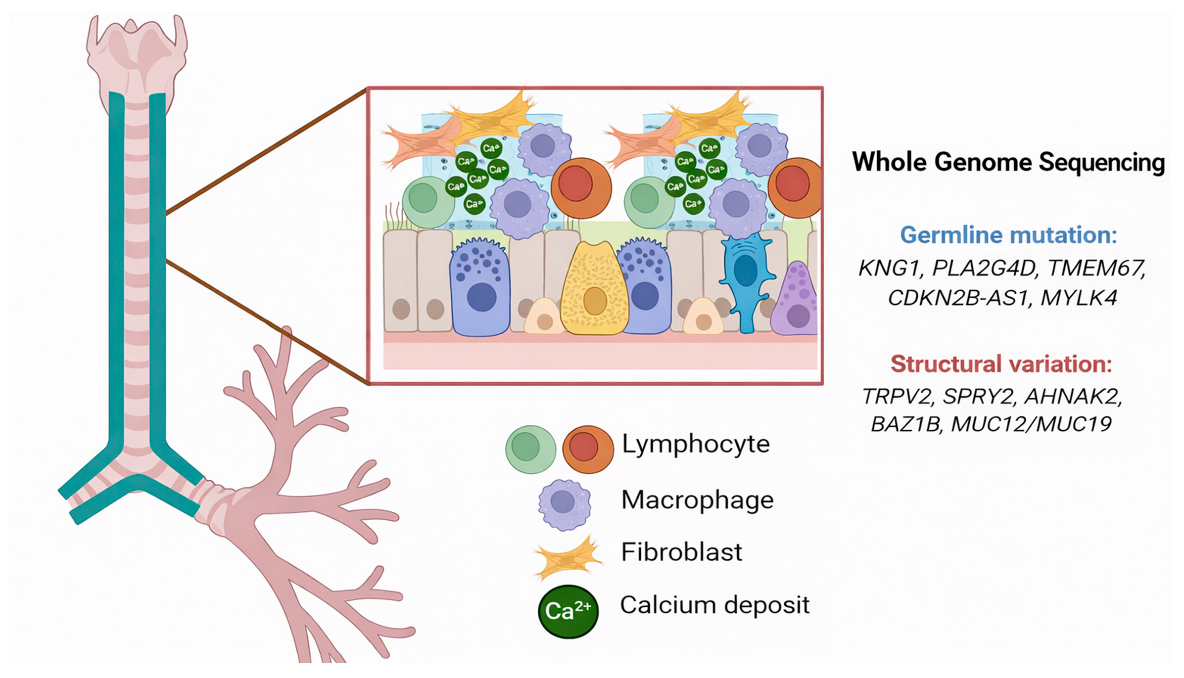 Diagnostics 16 00210 g006 Diagnostics 16 00210 g006