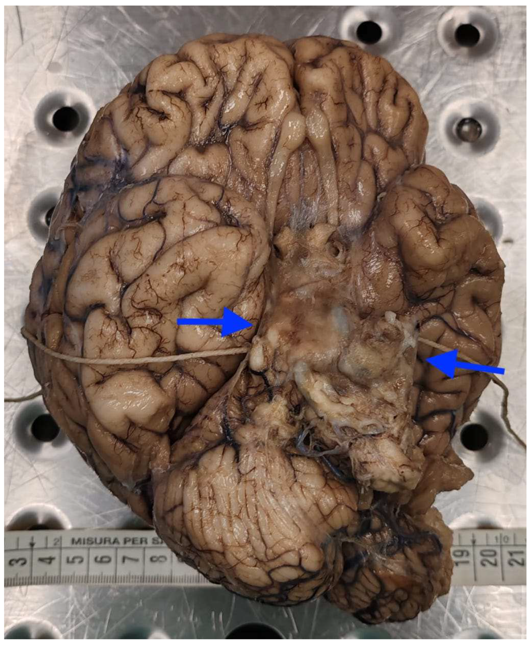 Diagnostics 16 00228 g002