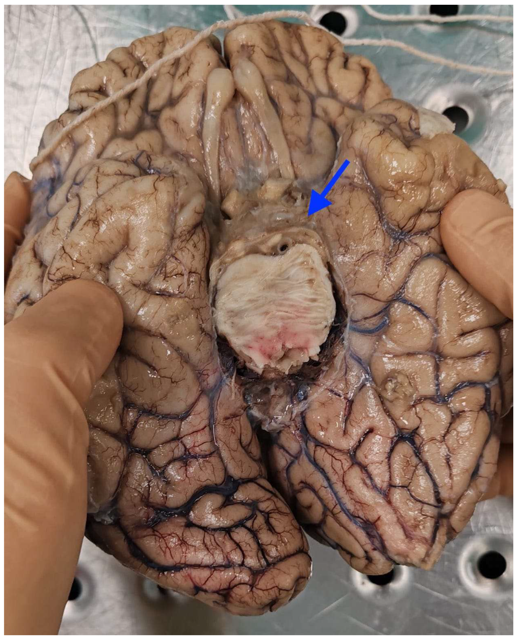 Diagnostics 16 00228 g003