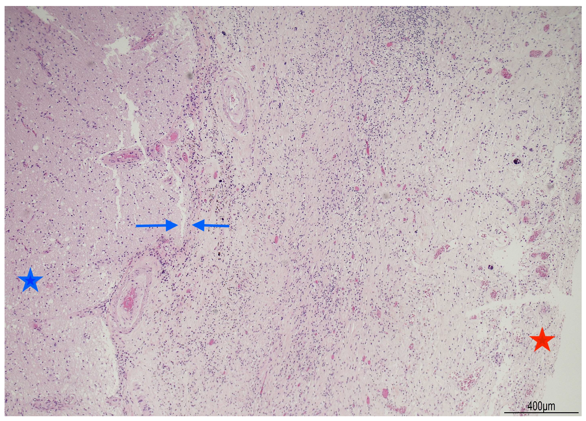 Diagnostics 16 00228 g004