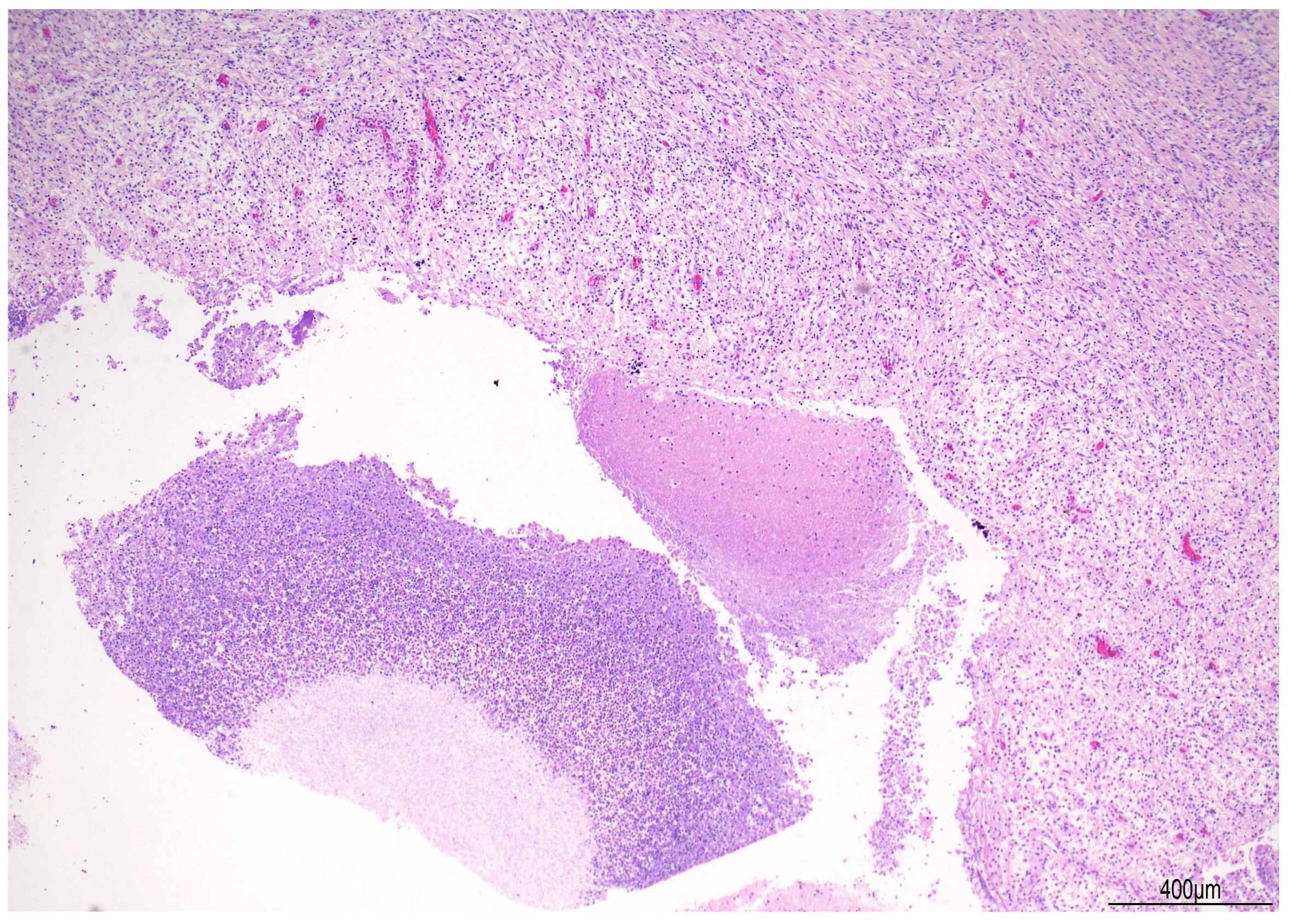 Diagnostics 16 00228 g006