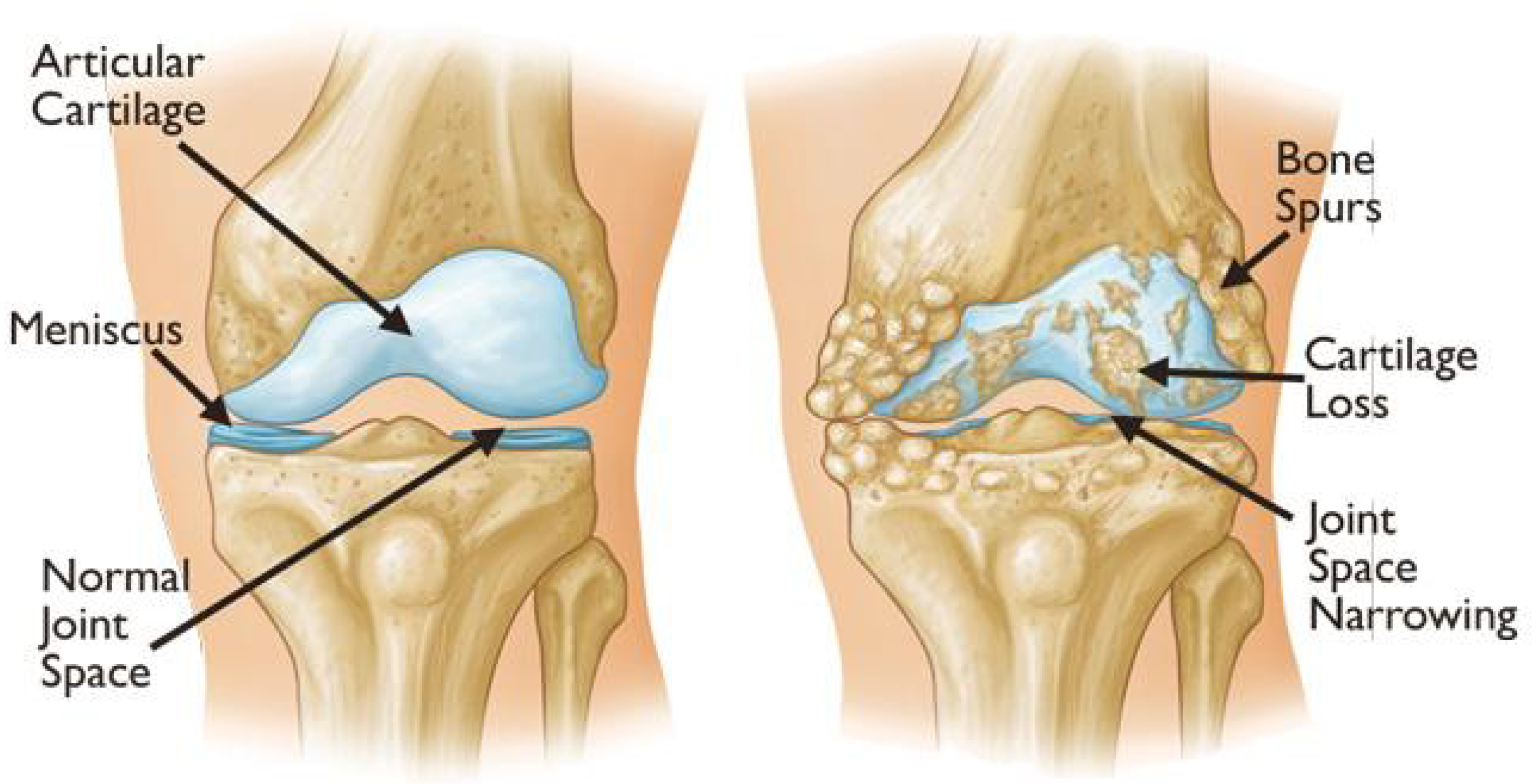 Diagnostics 16 00461 g002