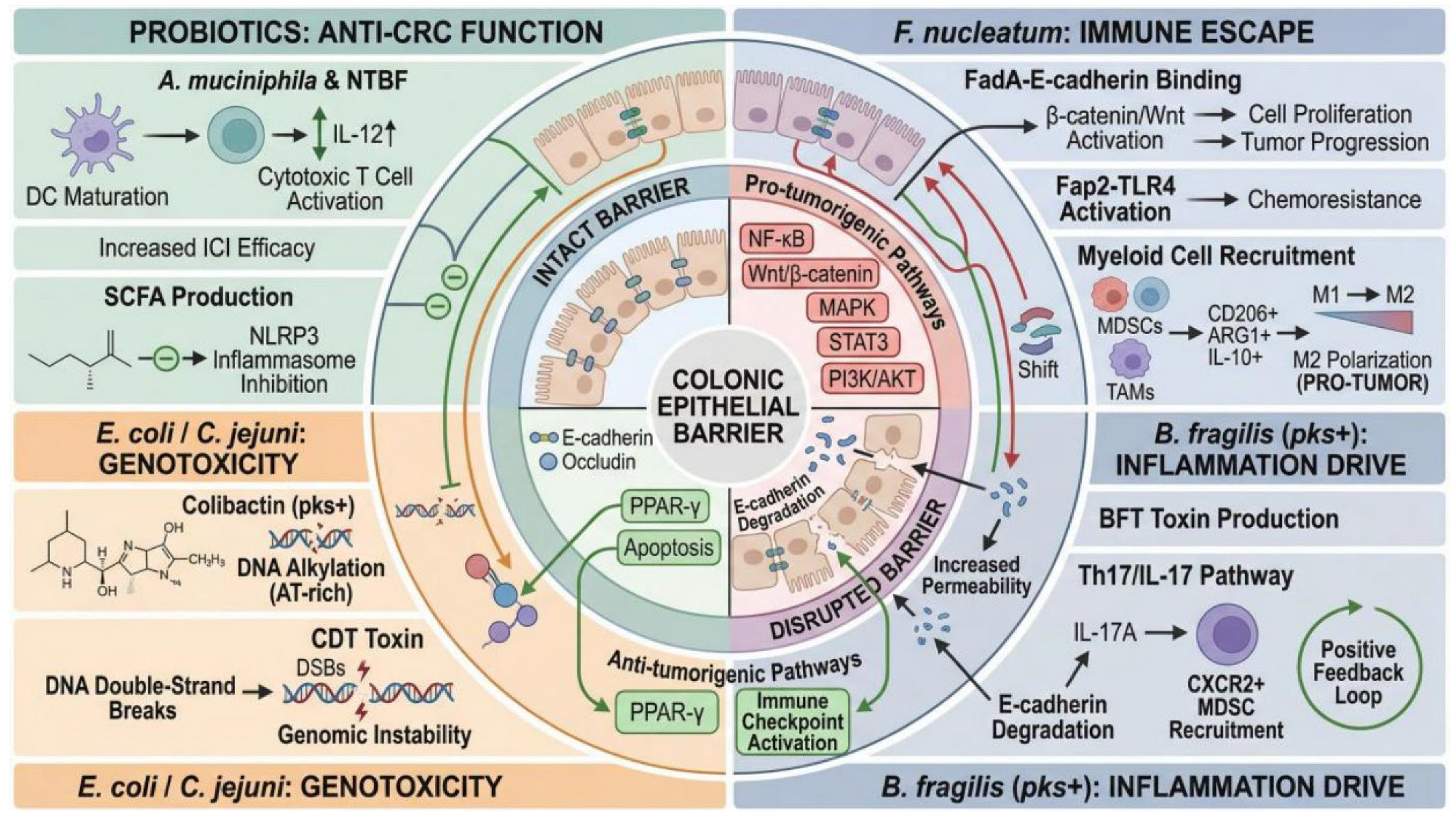 Microbiomics: Novel Biomarkers of Colorectal Cancer Diagnosis and