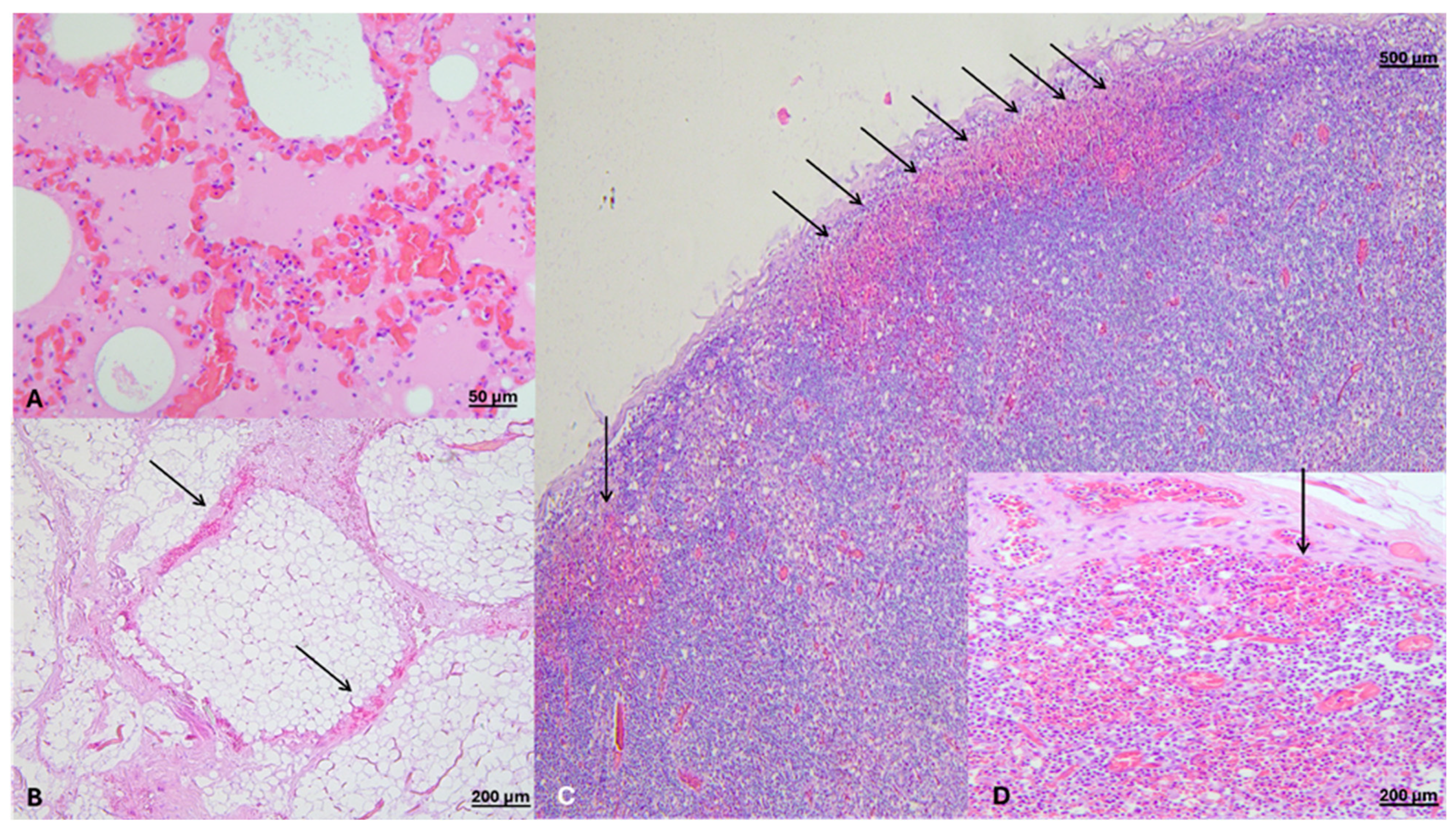Diagnostics 16 01691 g002