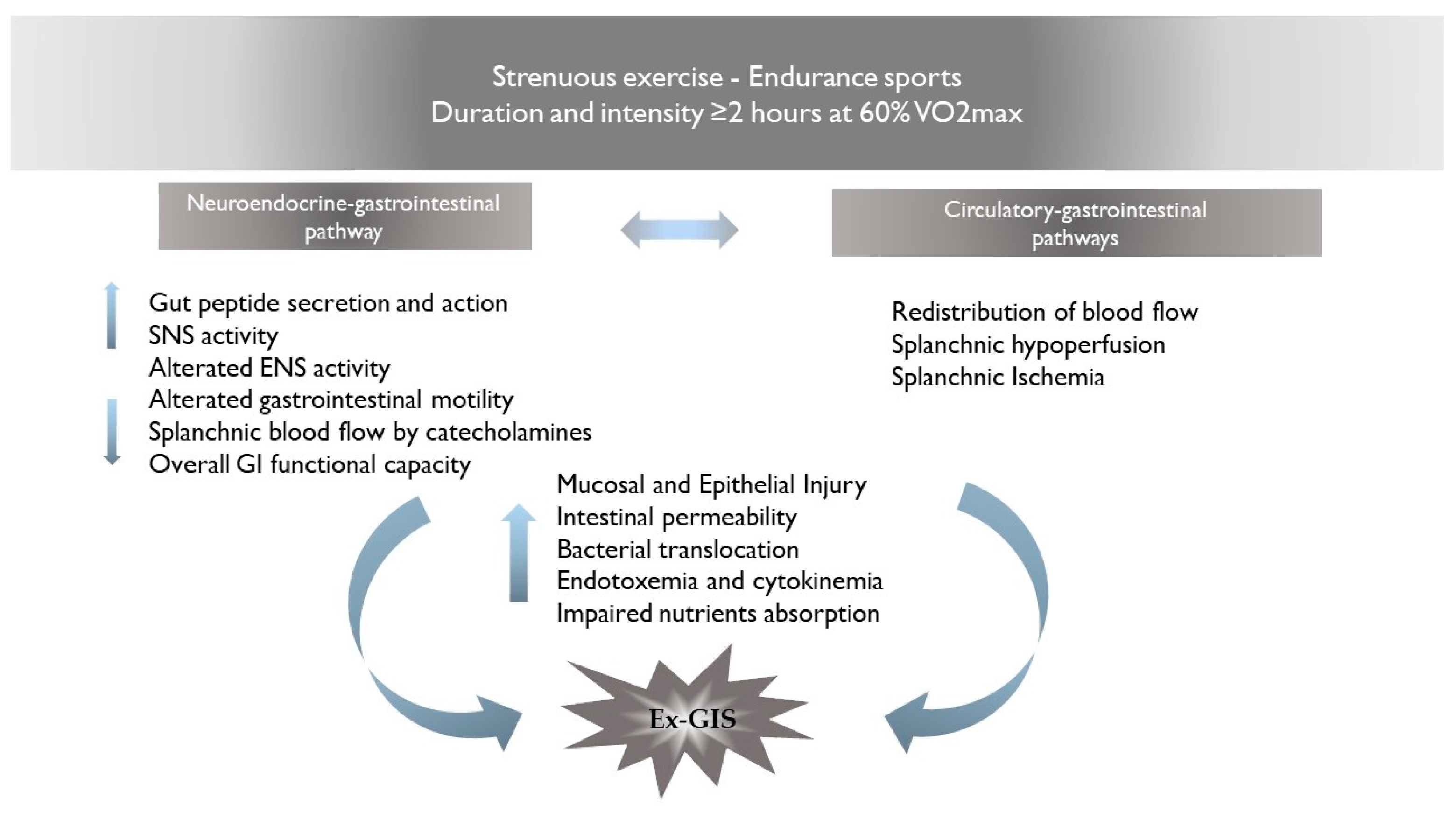 Dietetics Free Full-Text Exercise-Induced Gastrointestinal Symptoms in Endurance Sports A Review of Pathophysiology, Symptoms, and Nutritional Management