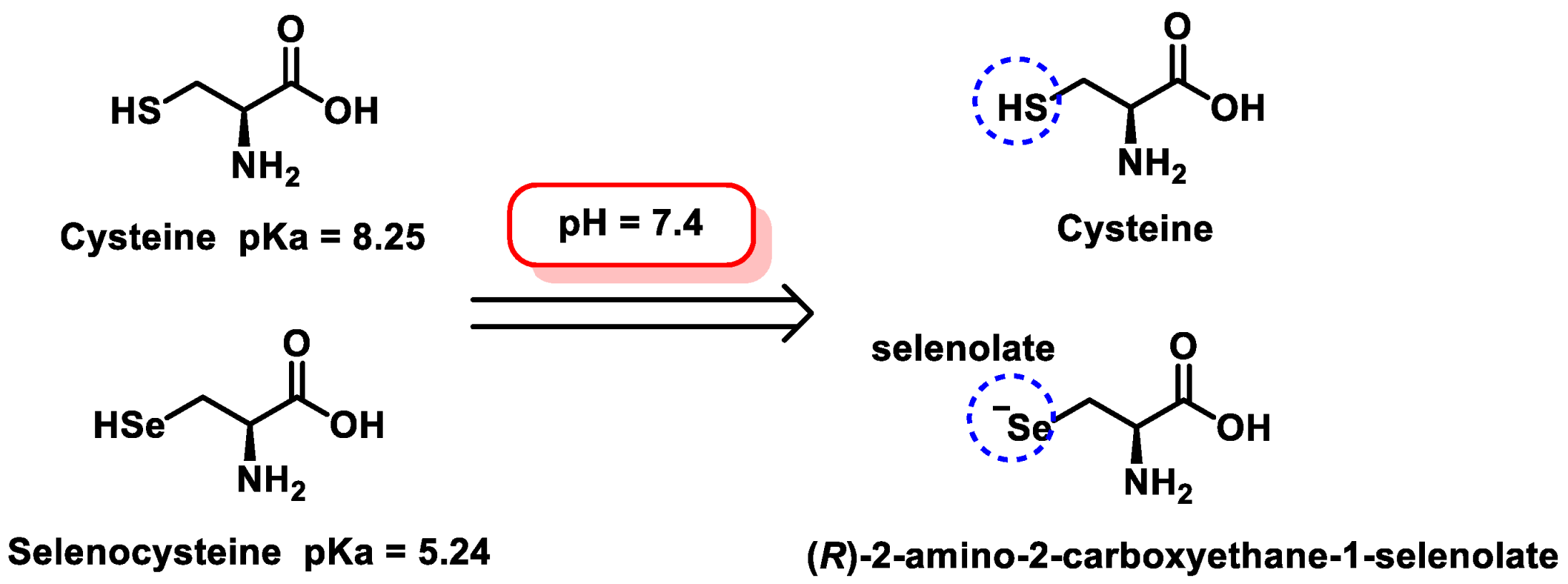 Dietetics 04 00006 g003
