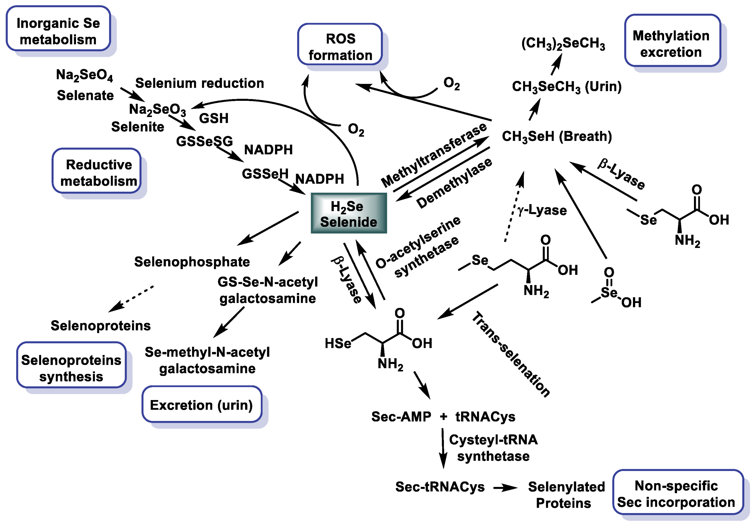 Dietetics 04 00006 g004