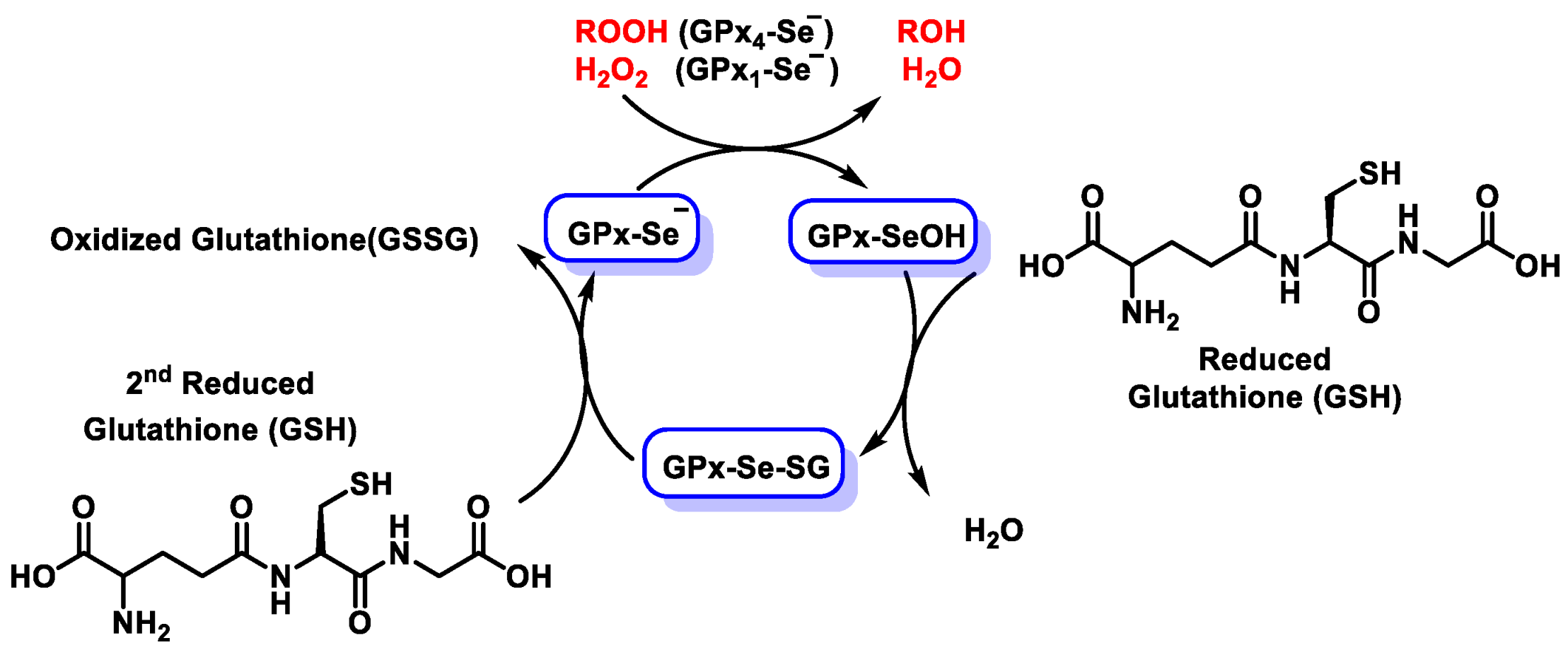 Dietetics 04 00006 g006