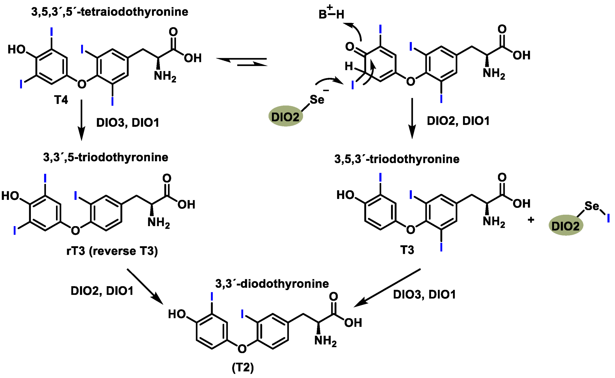Dietetics 04 00006 g007