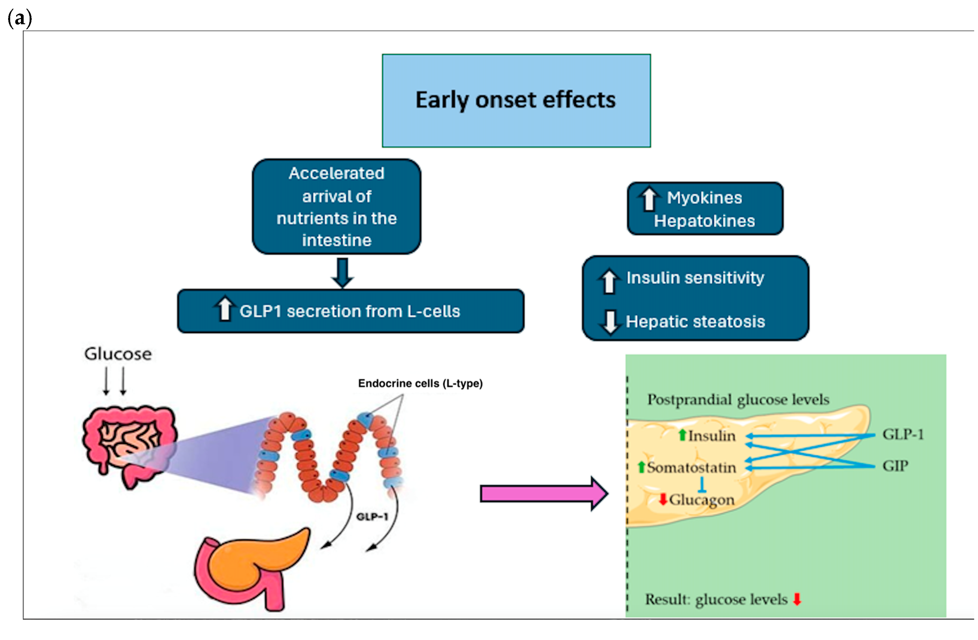 Dietetics 04 00049 g008a Dietetics 04 00049 g008a