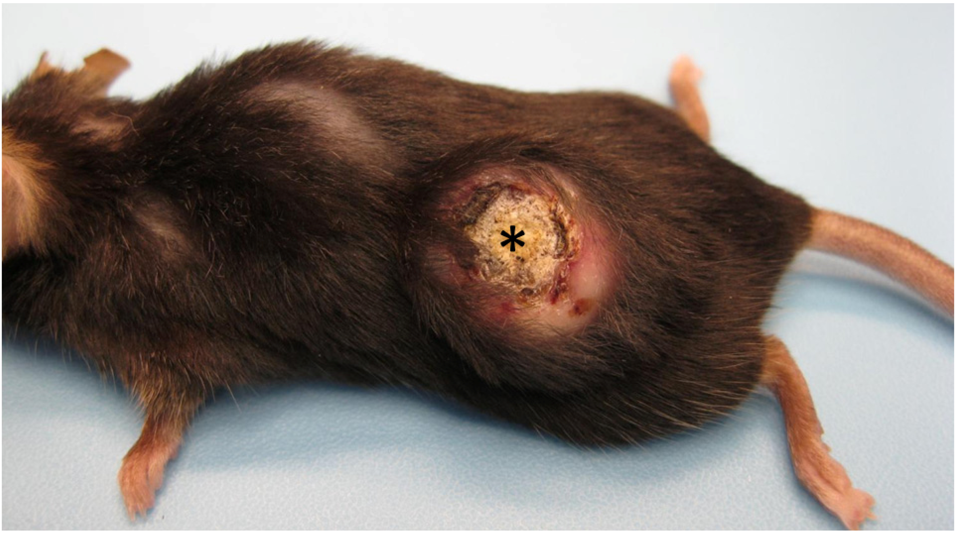 Diseases | Free Full-Text | Keratoacanthoma Pathobiology in Mouse Models