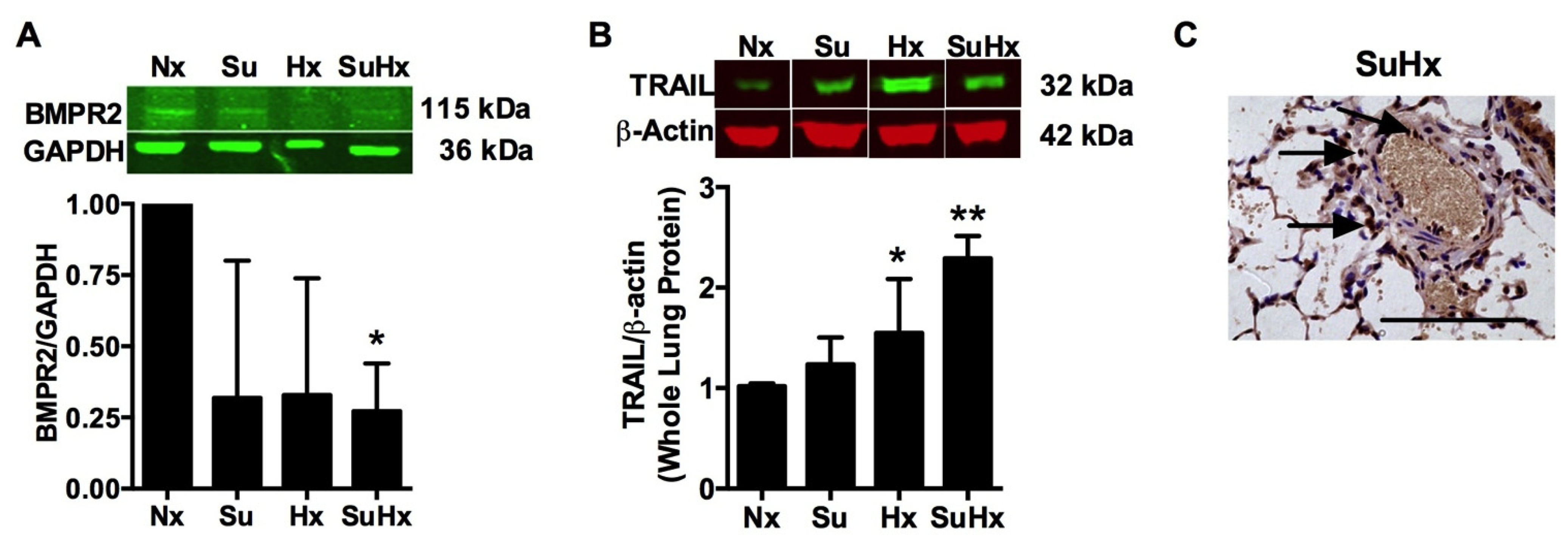 Diseases 02 00260 g001 1024