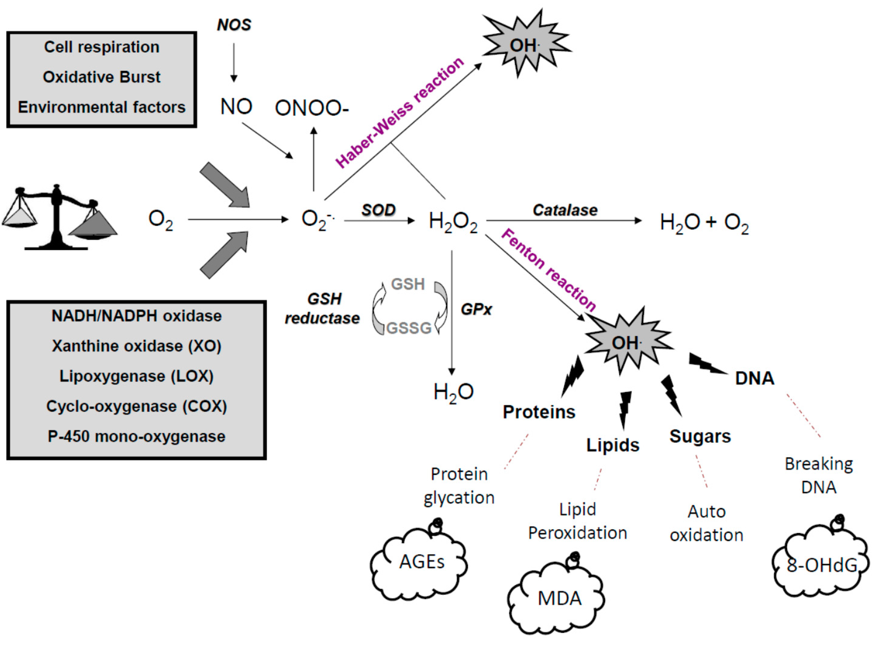 Diseases 04 00024 g002