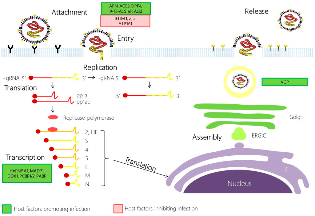 coronavirus replication coronavirus replication