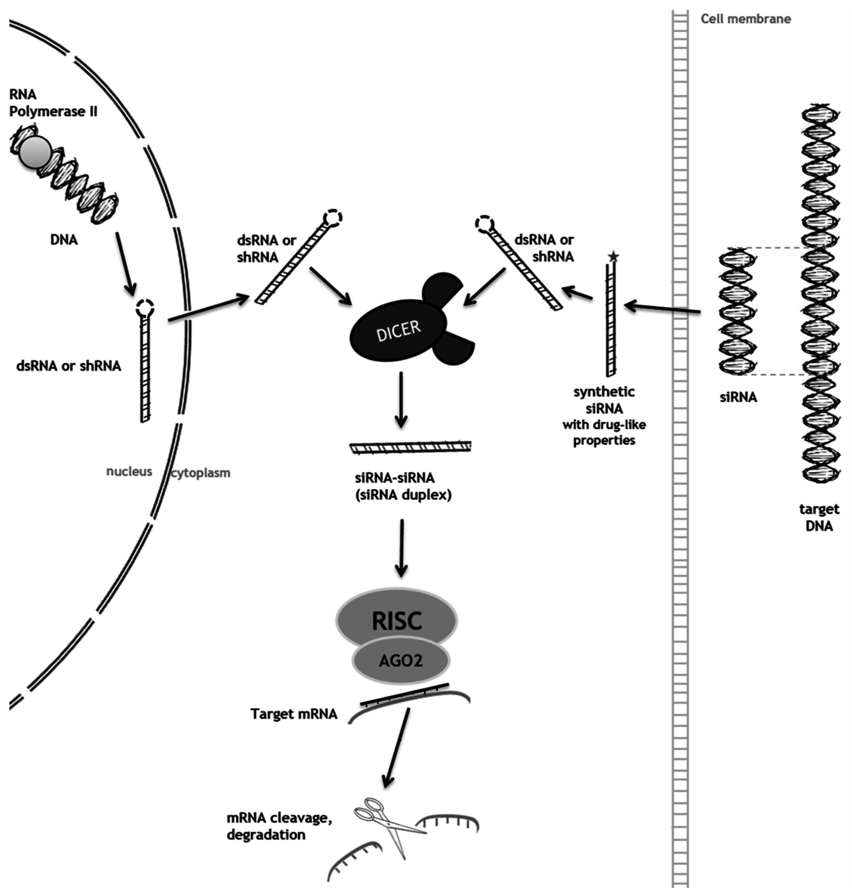 Diseases 04 00033 g001
