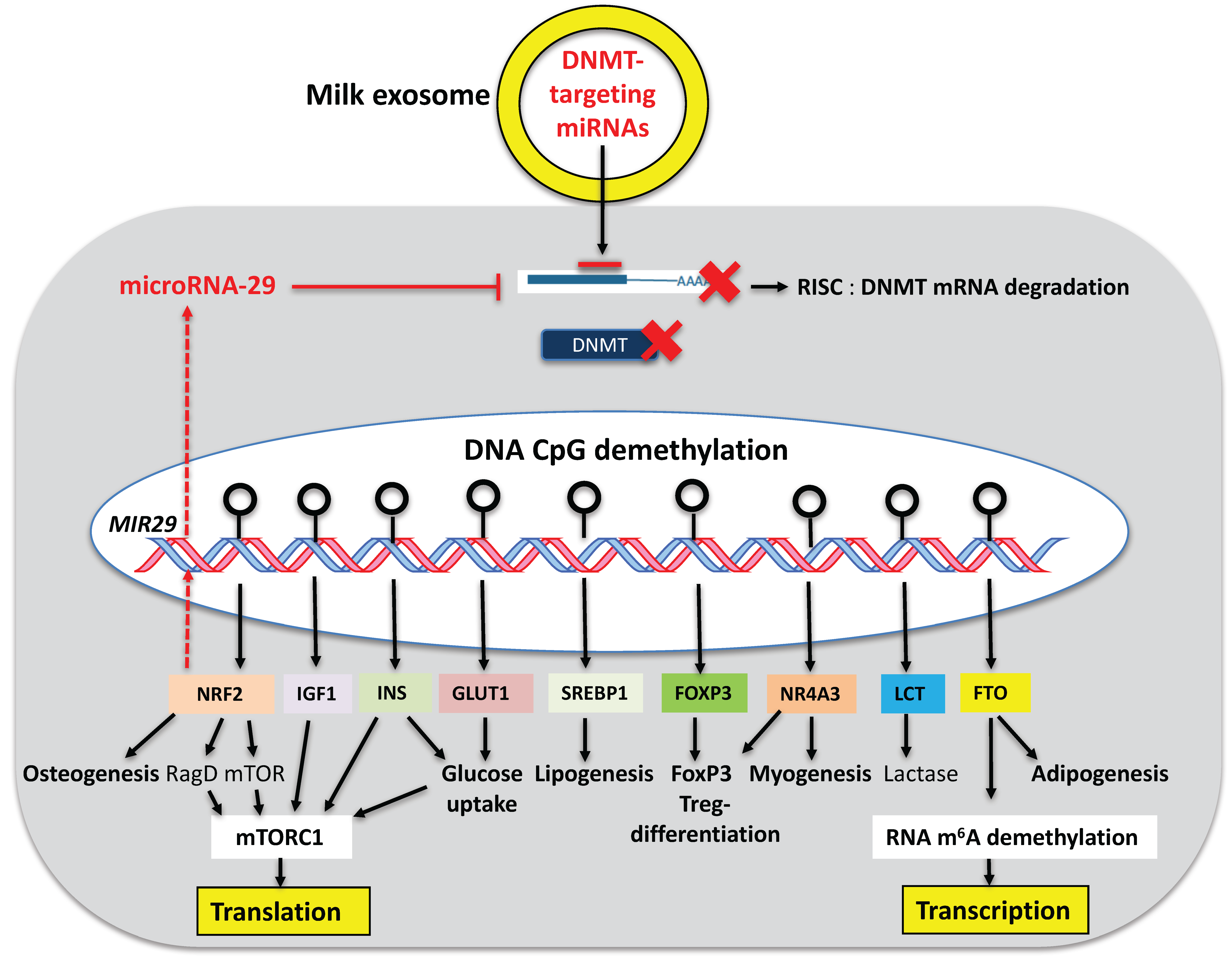 Diseases 05 00012 g002