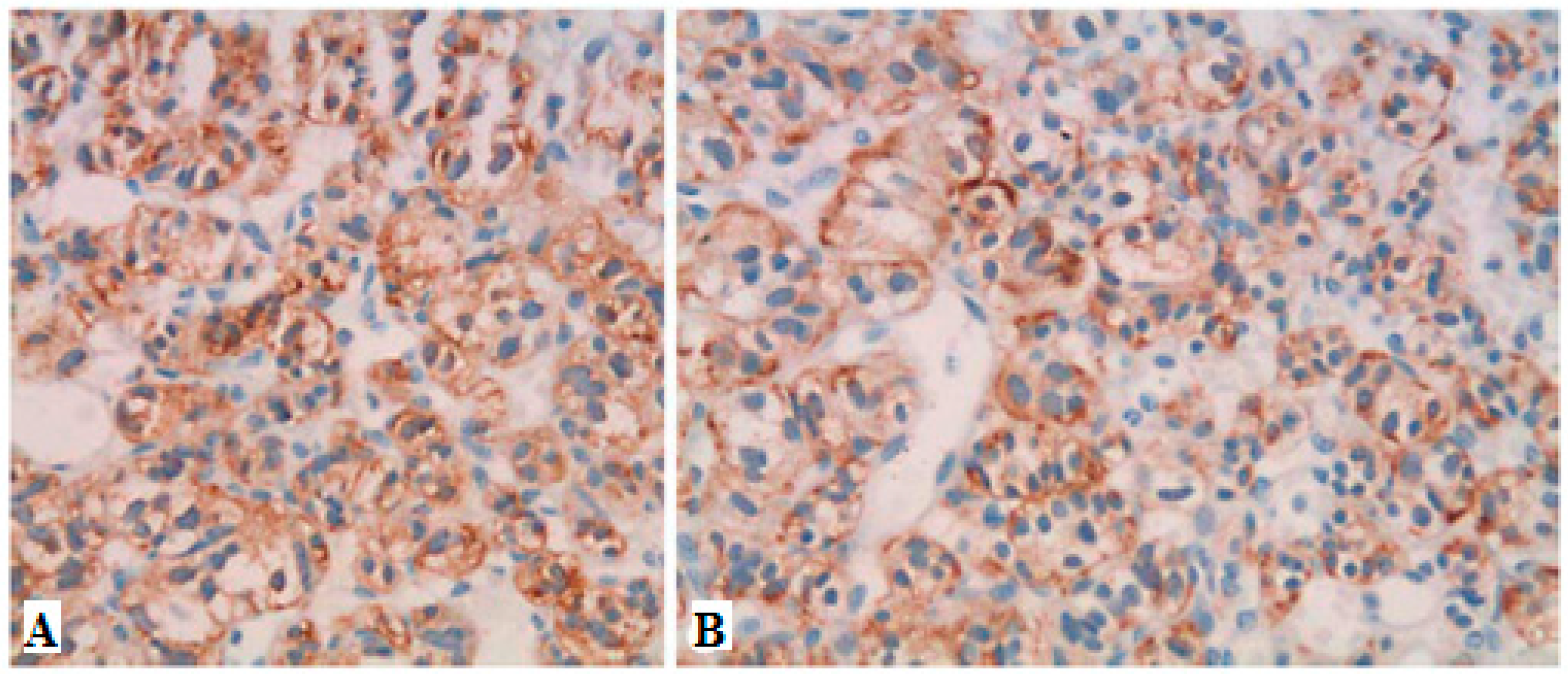 Diseases 06 00008 g004 550