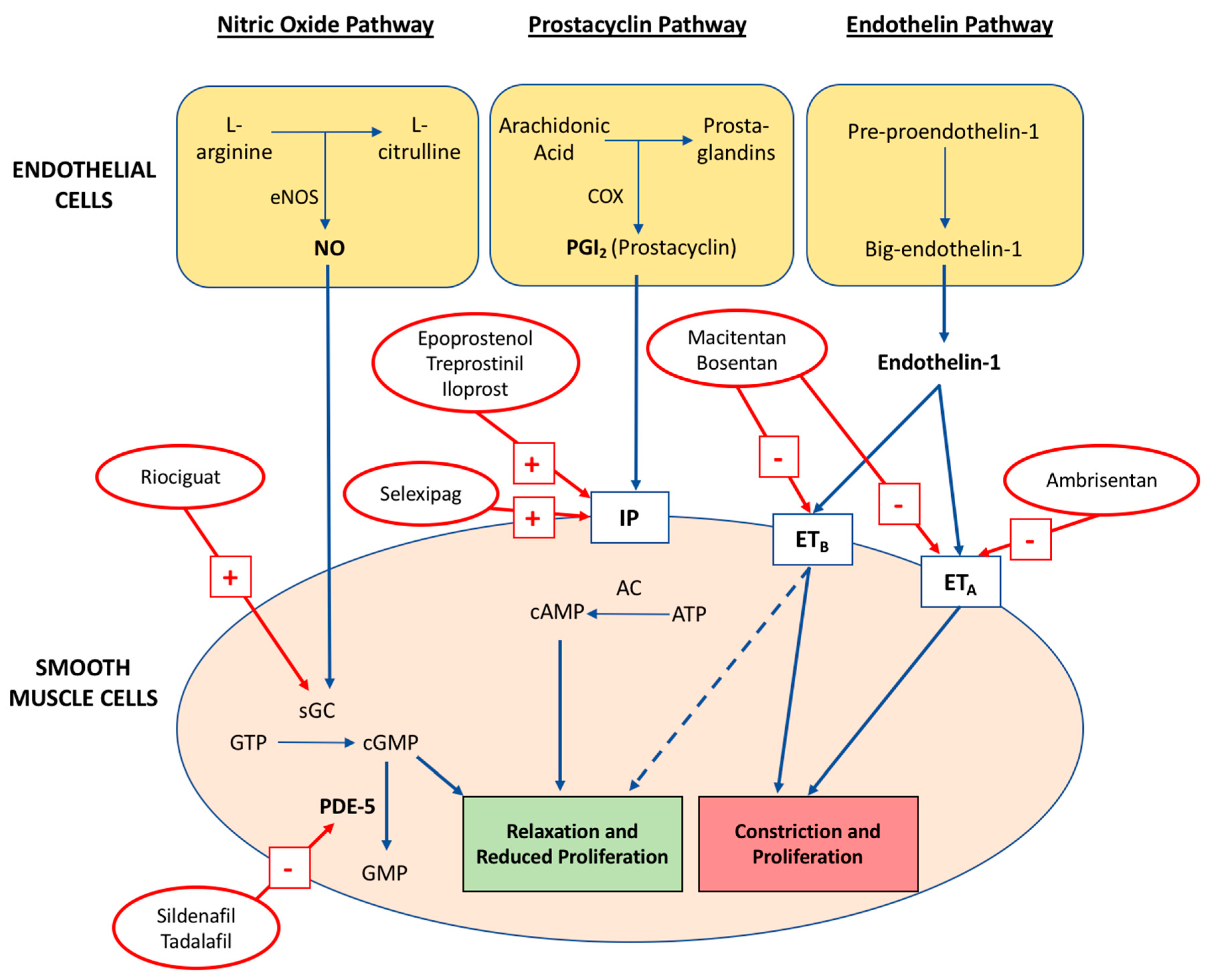 Pulmonary Pathophysiology