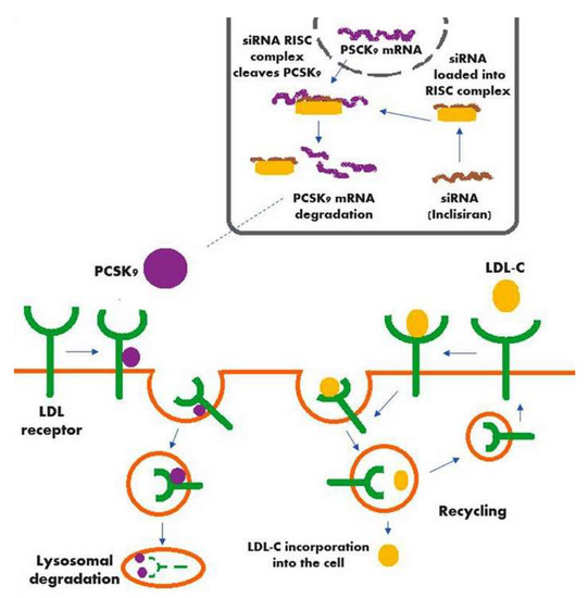 Diseases Free Full Text Inclisiran A New Promising Agent In The Management Of Hypercholesterolemia Html Diseases Free Full Text Inclisiran A New Promising Agent In The Management Of Hypercholesterolemia Html