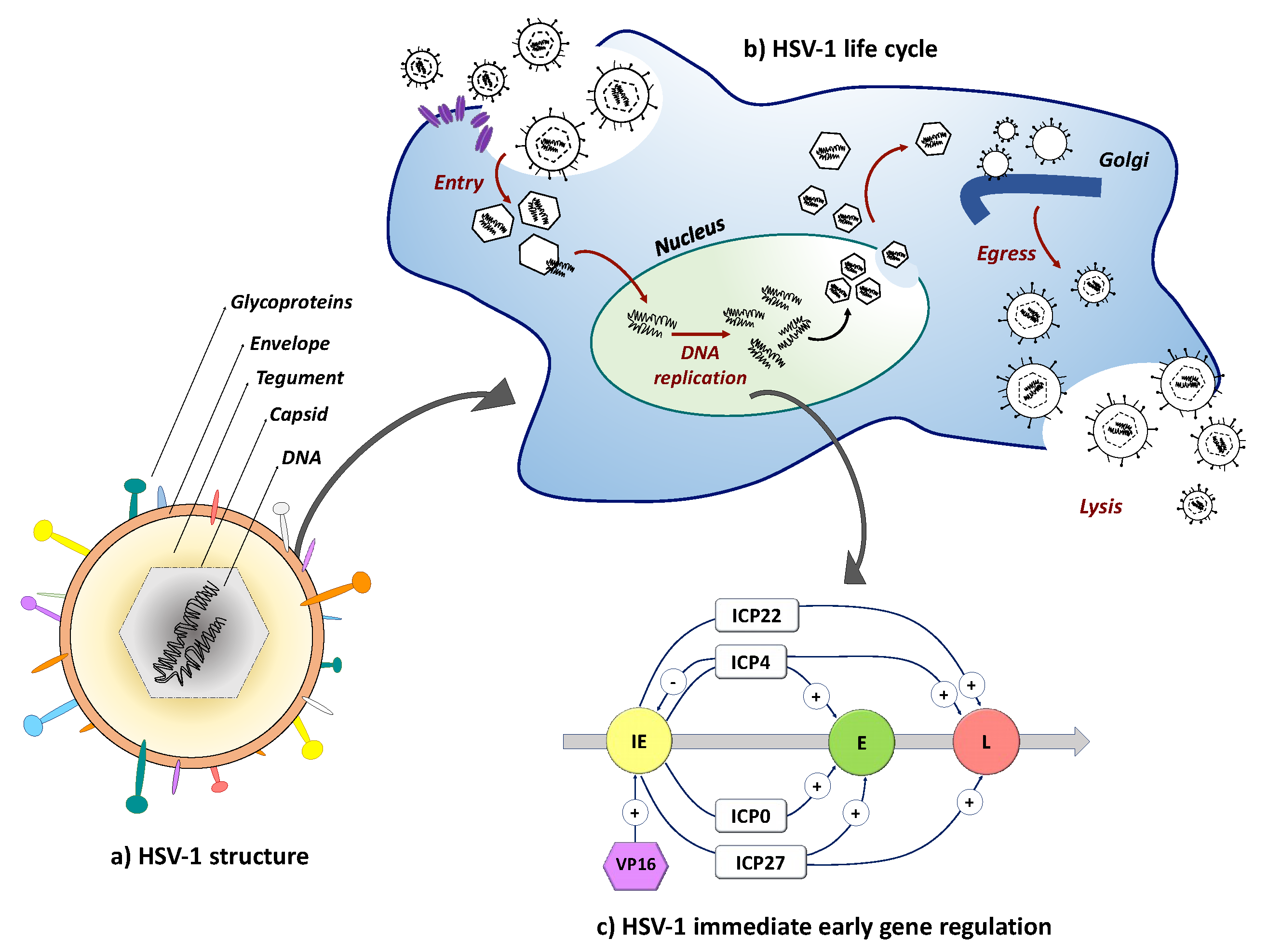 Diseases Free Full Text Herpes Simplex Virus Vectors For Gene