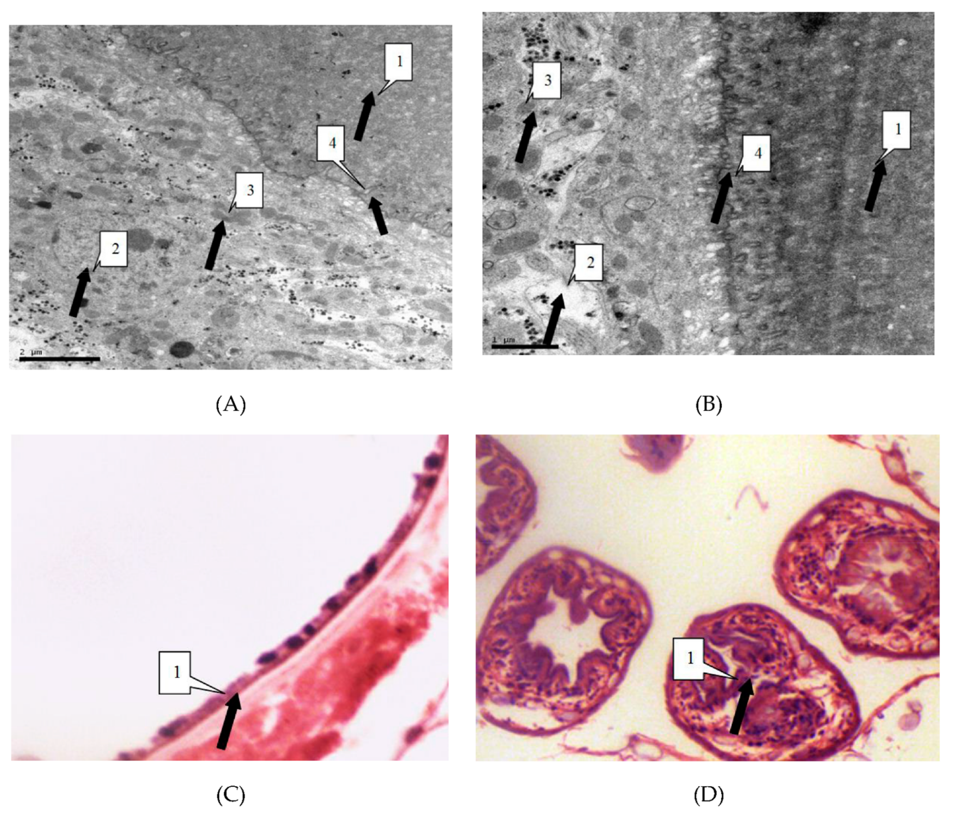 Diseases 07 00023 g003 550
