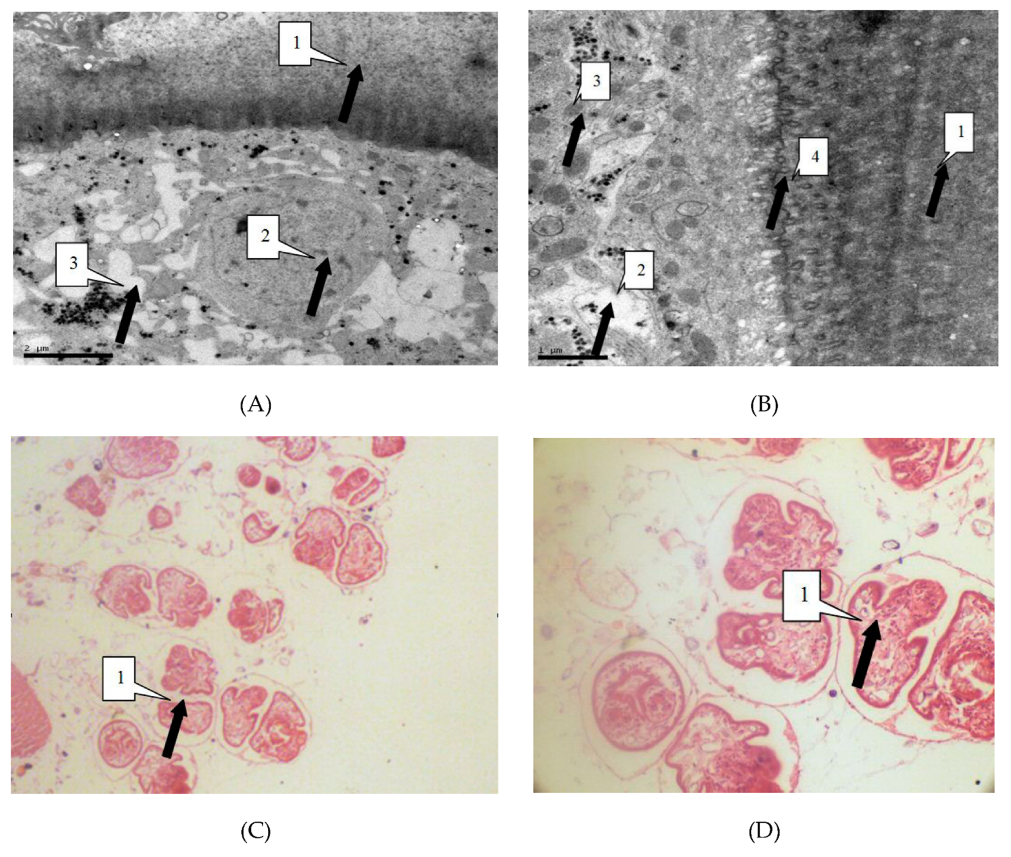 Diseases 07 00023 g004 550
