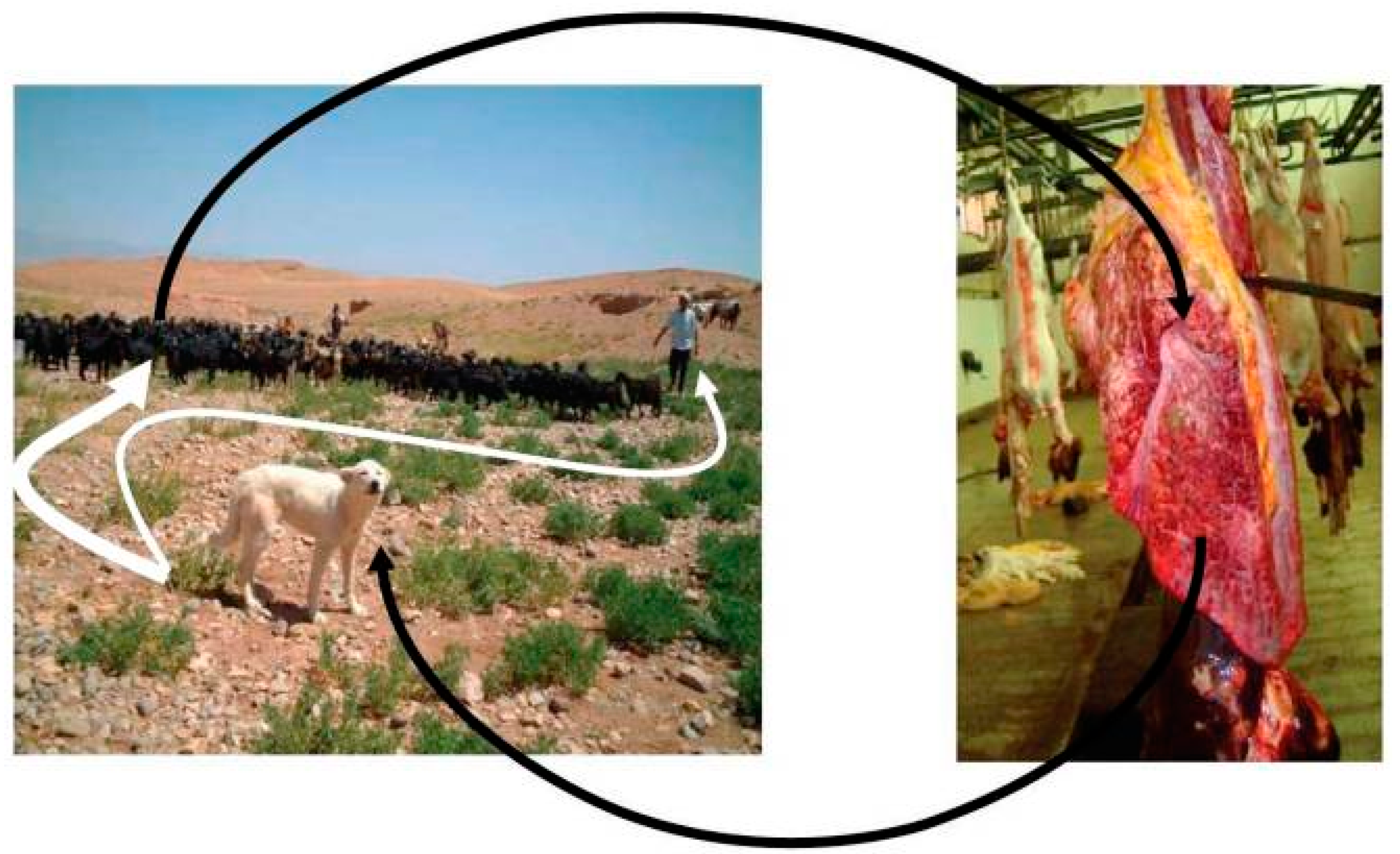 Diseases 07 00051 g001 Diseases 07 00051 g001