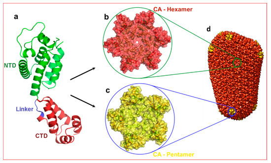 HIV Capsid Inhibitors Beyond PF74