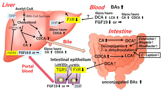 Role of Gut Dysbiosis in Liver Diseases: What Have We