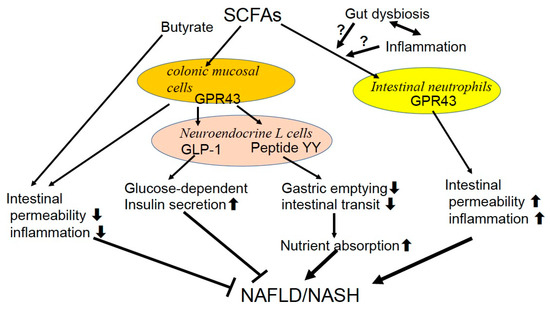 Role of Gut Dysbiosis in Liver Diseases: What Have We Role of Gut Dysbiosis in Liver Diseases: What Have We