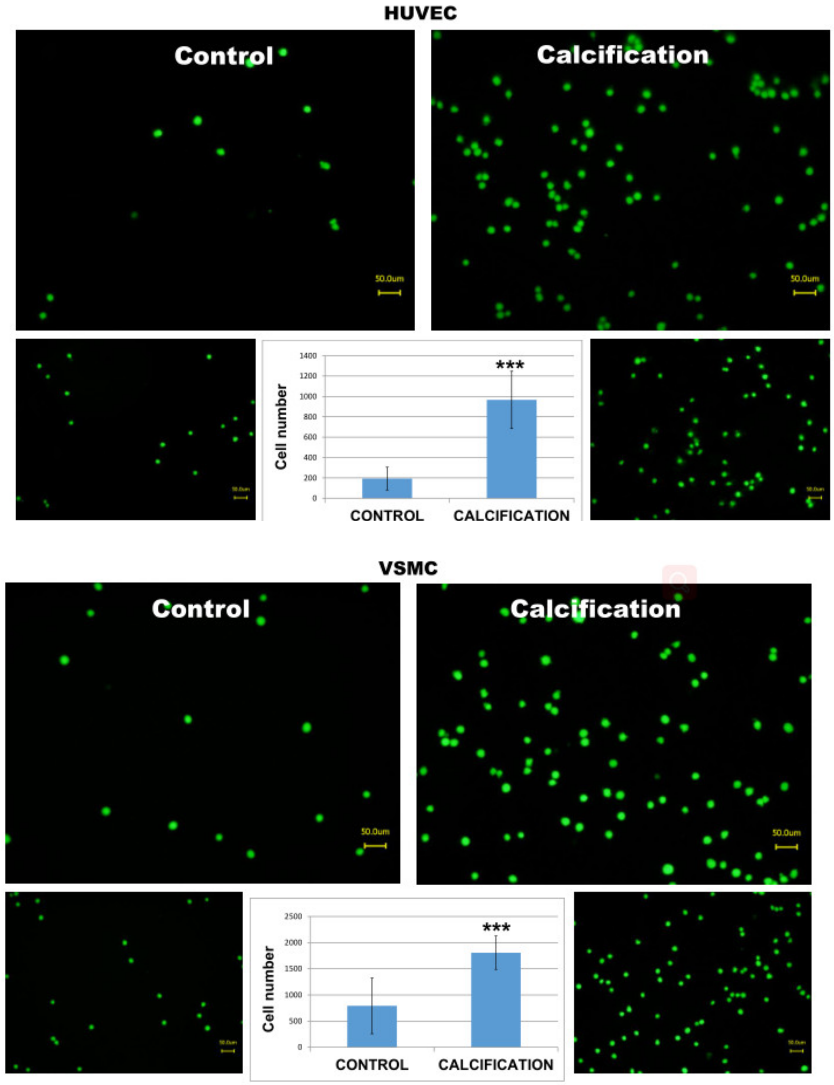 Diseases 09 00019 g004