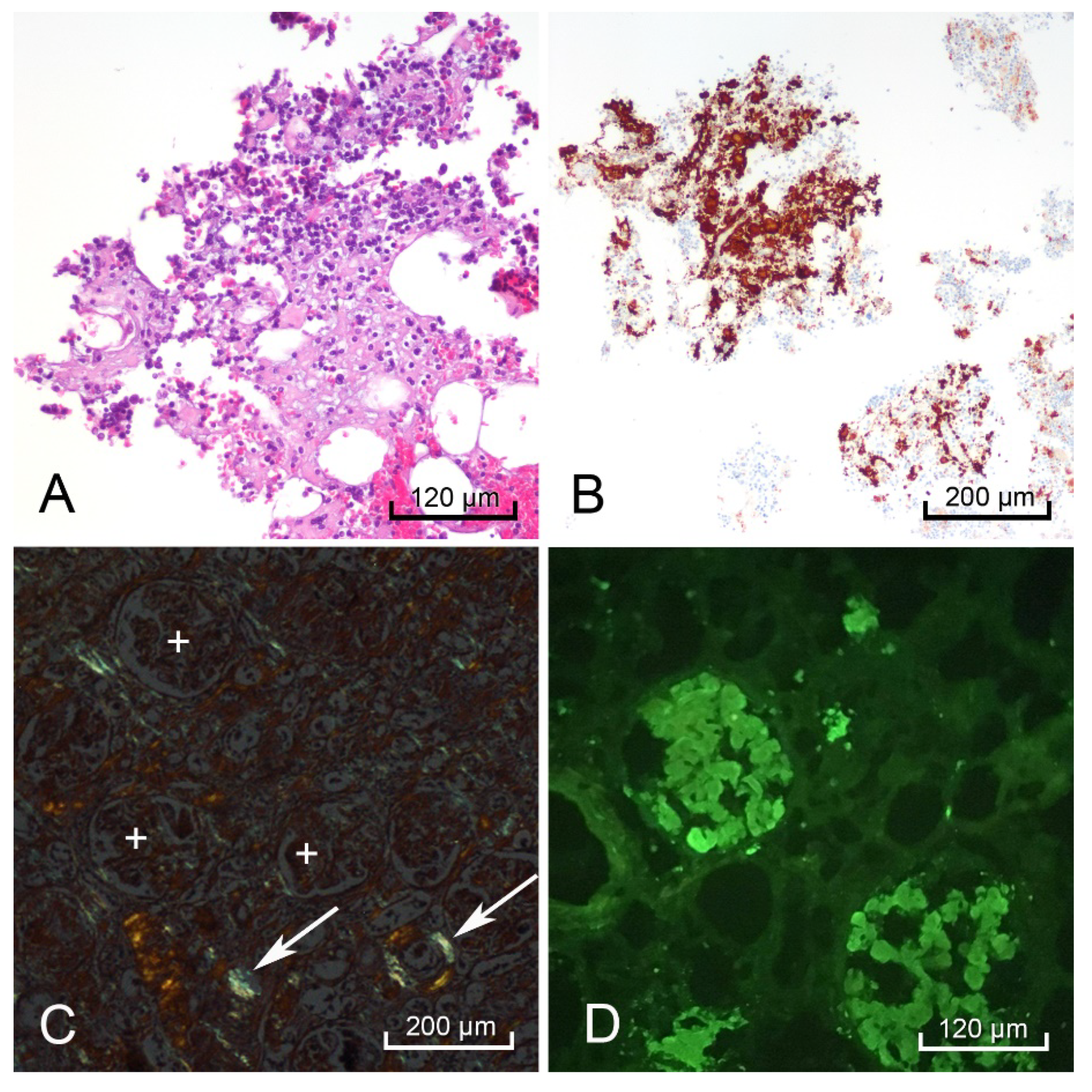 Diseases 09 00040 g004