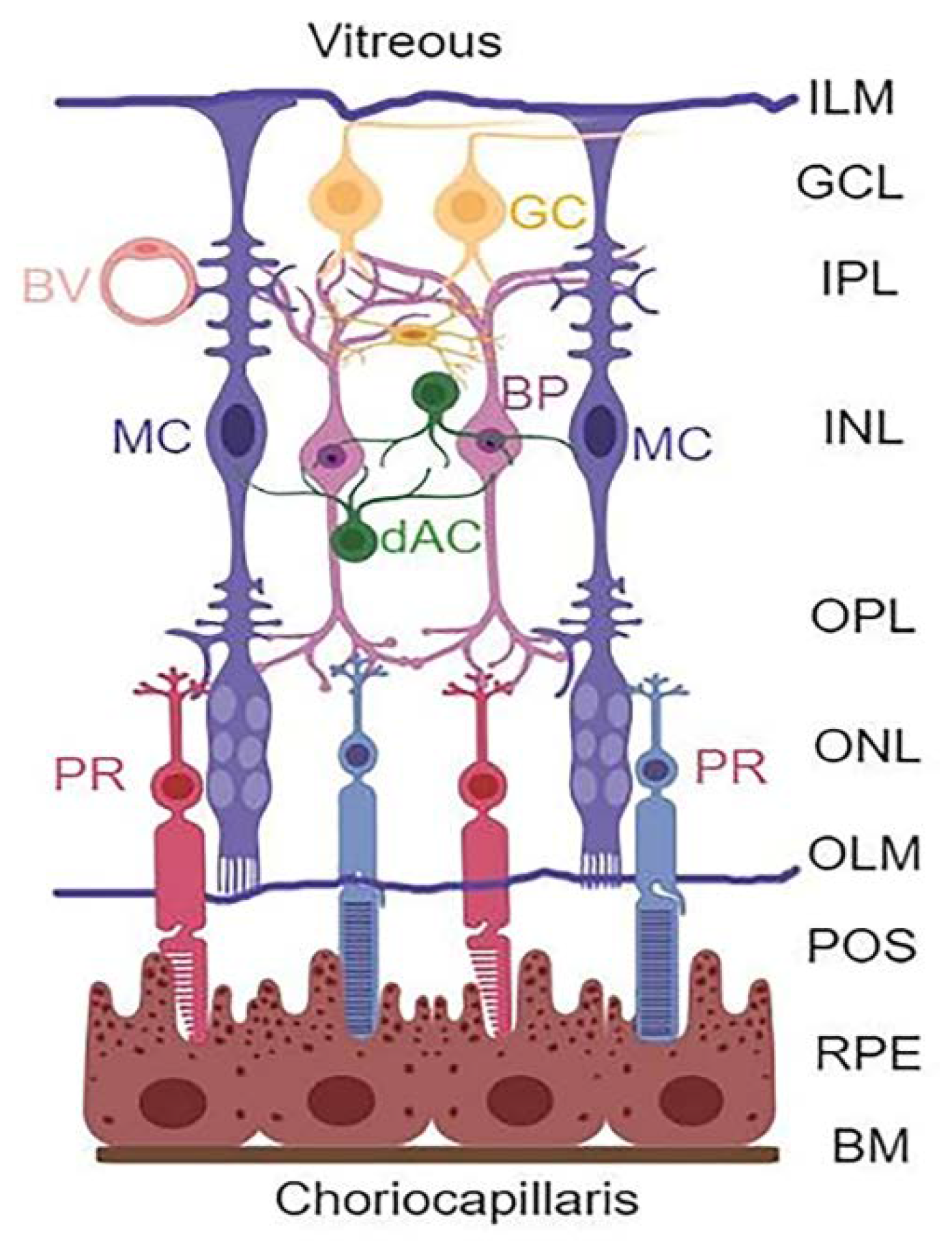 Diseases 09 00091 g001