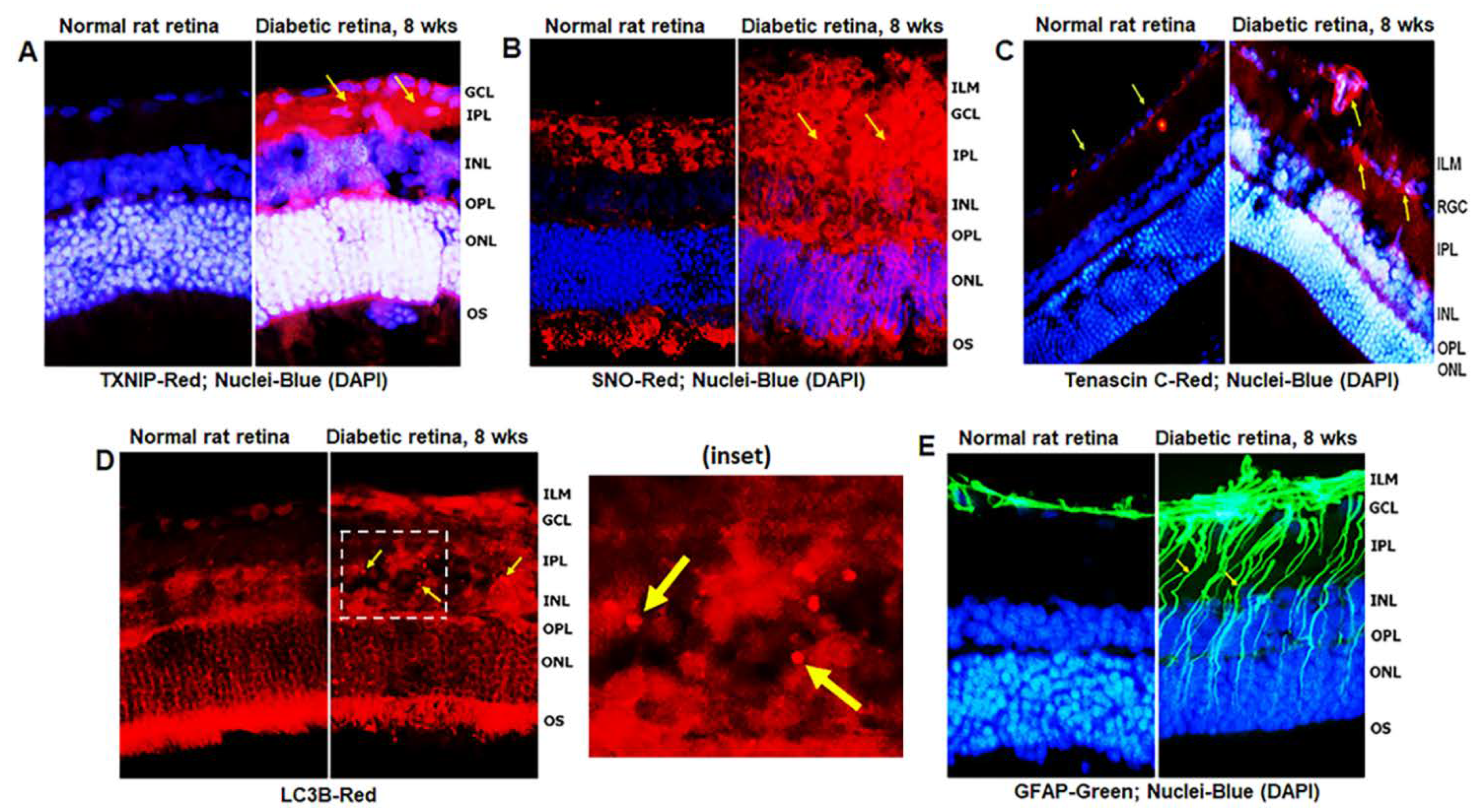 Diseases 09 00091 g002