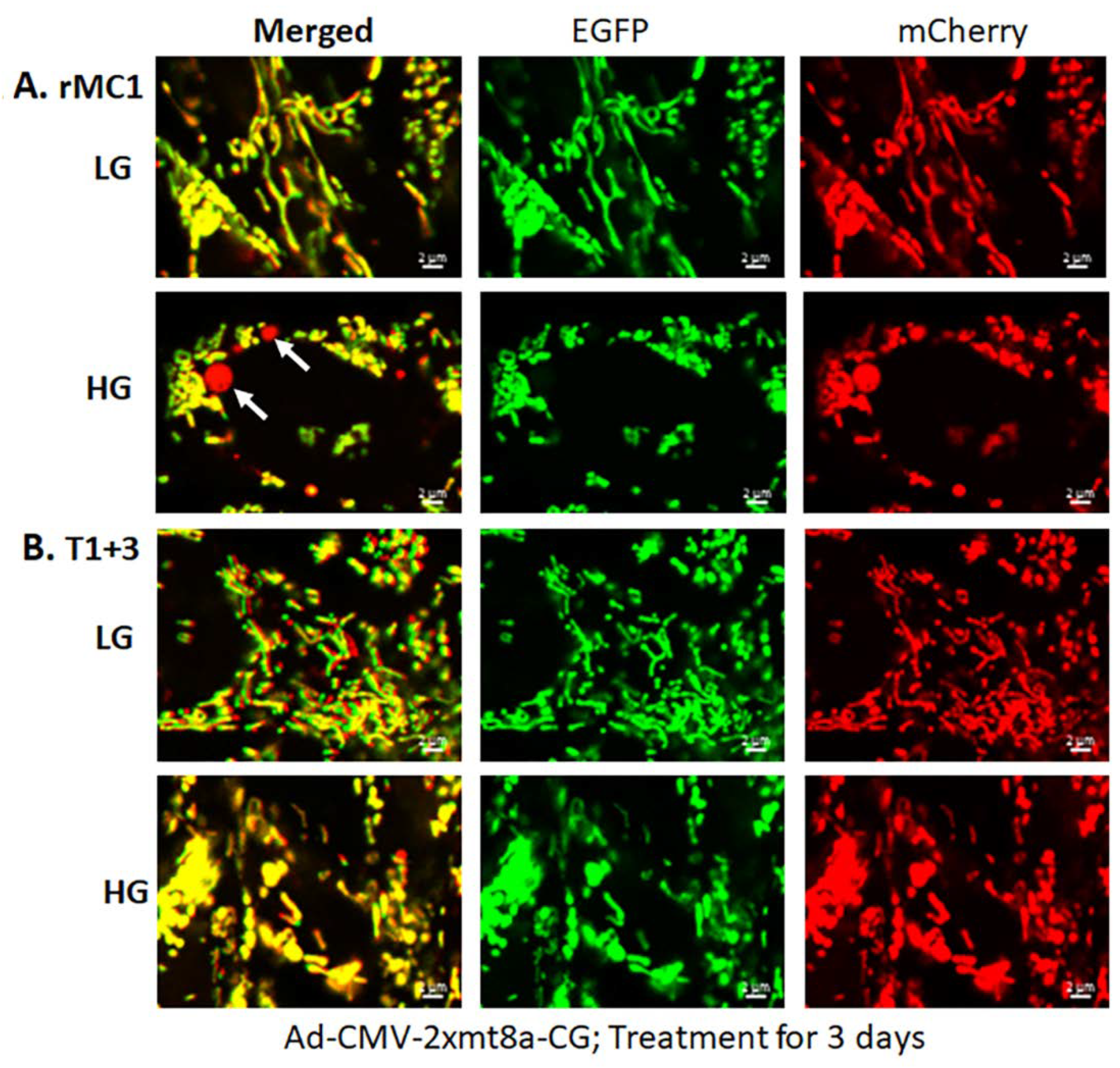 Diseases 09 00091 g004